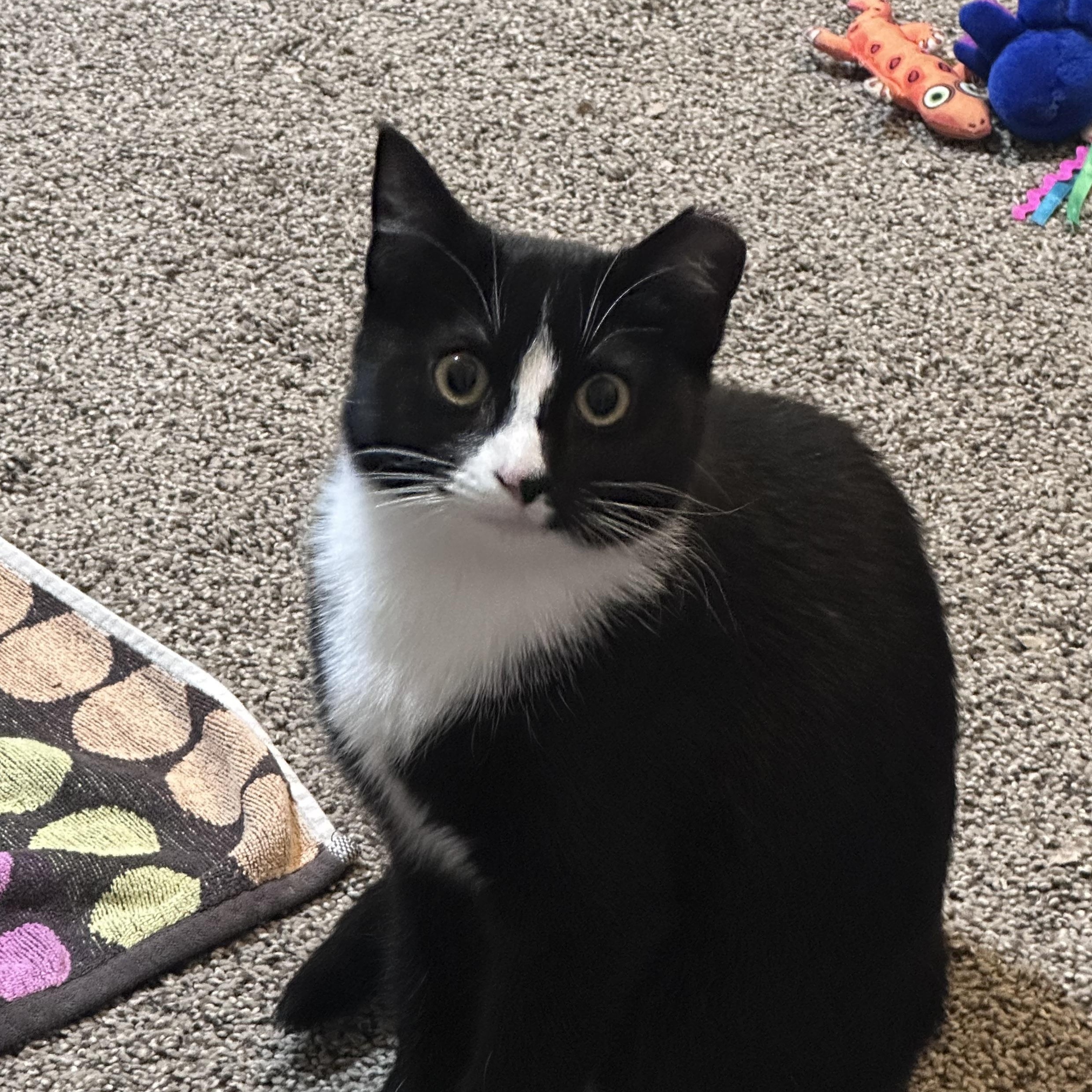 Jazzy , a Adoptable mixed breed in Omaha, NE image 5/6