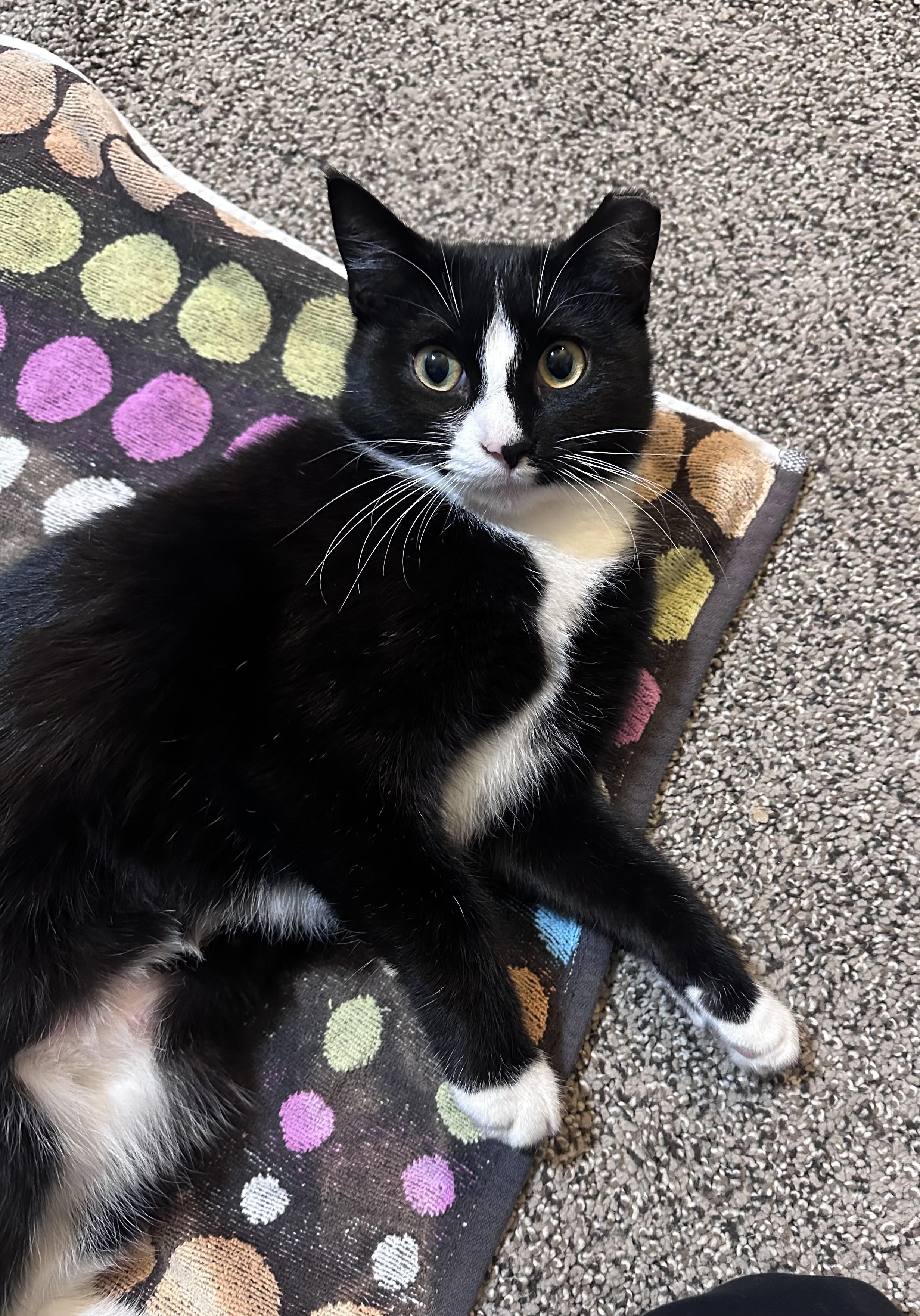 Jazzy , a Adoptable mixed breed in Omaha, NE image 6/6