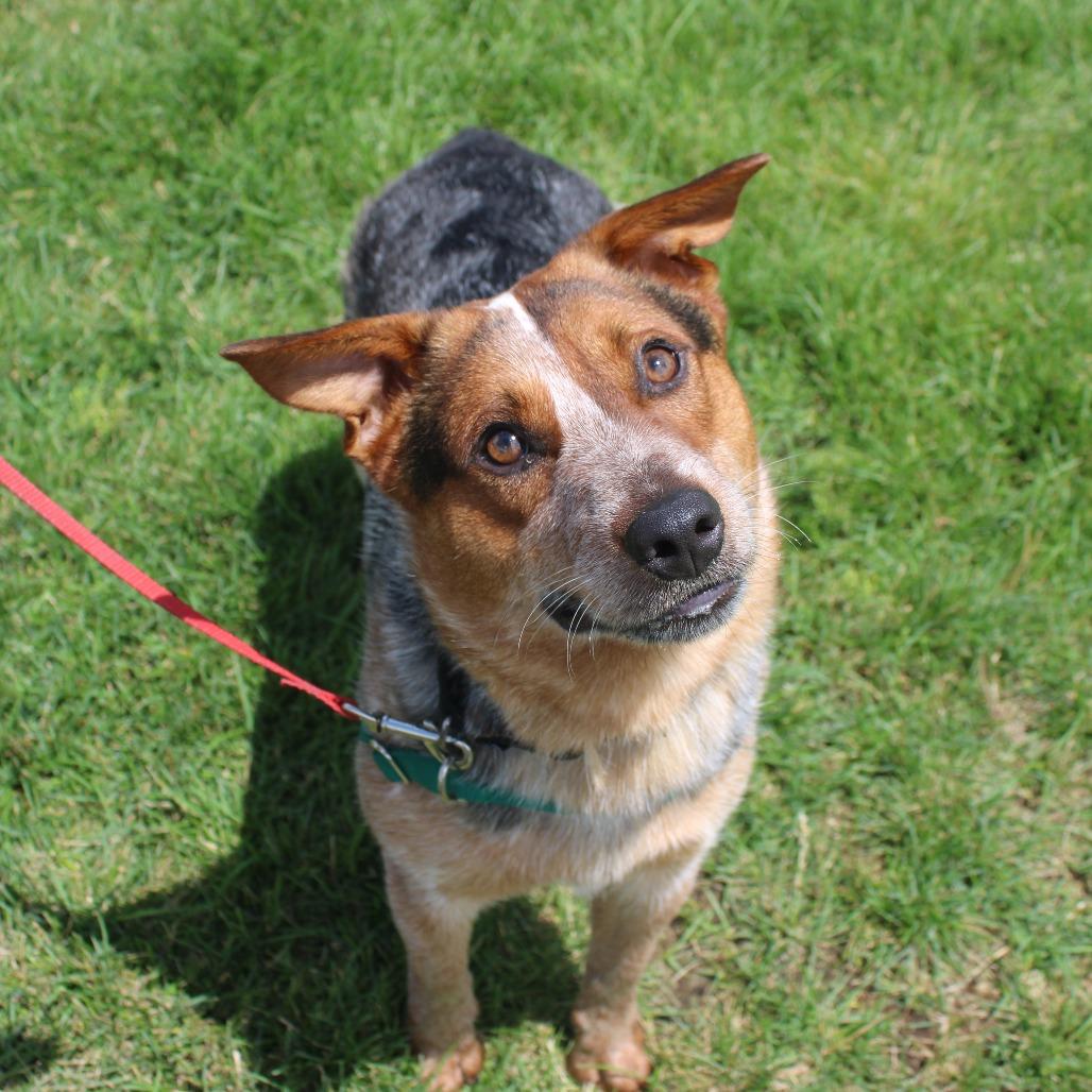 Banjo, Adoptable, Young Male Cattle Dog.