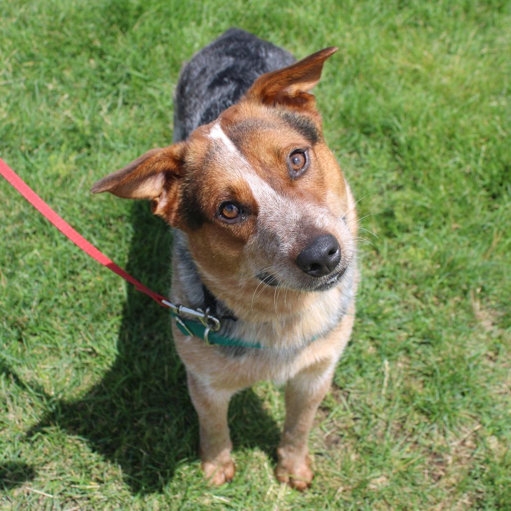 Banjo, a Adoptable Cattle Dog in Champaign, IL image 2/4