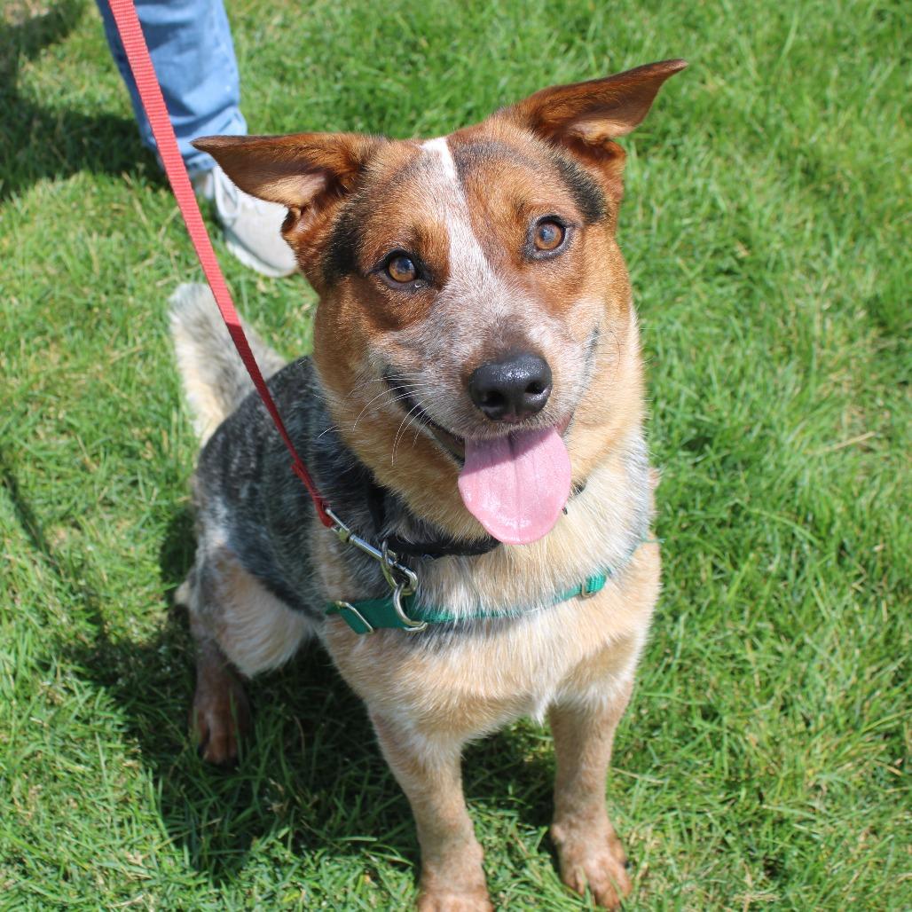 Banjo, a Adoptable Cattle Dog in Champaign, IL image 3/4
