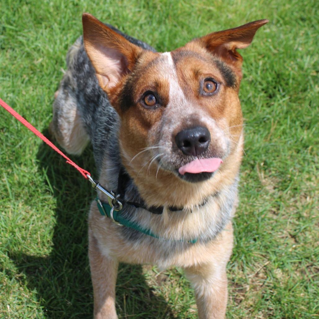 Banjo, a Adoptable Cattle Dog in Champaign, IL image 4/4