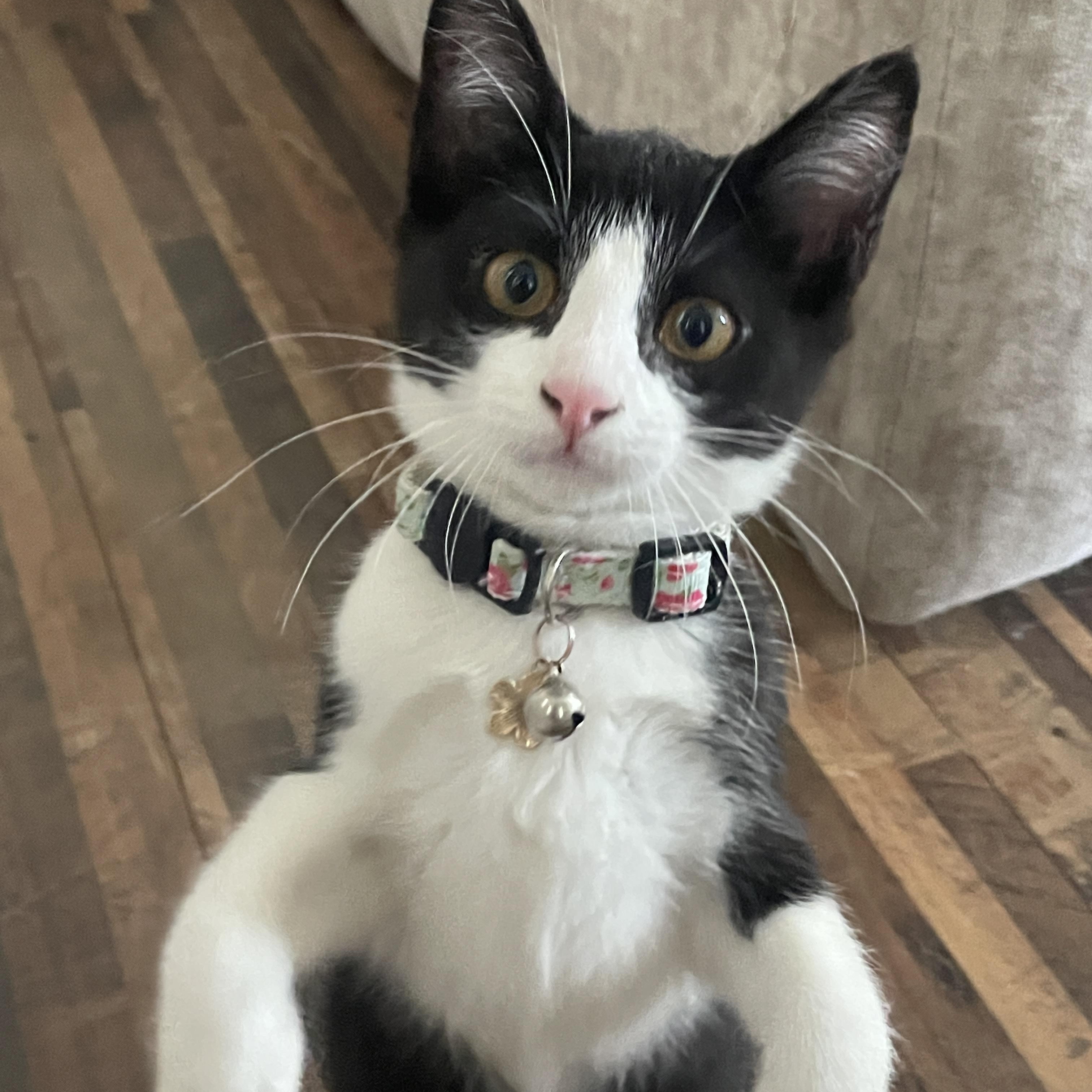 Dora, Baby Female Domestic Short Hair