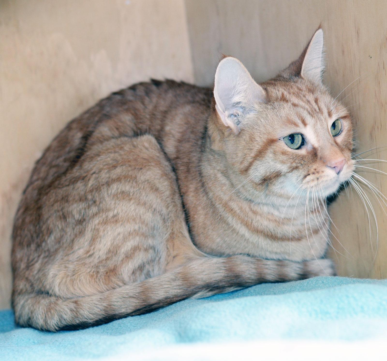 PINEAPPLE - ADOPT ME FOR $14 THIS MONTH, adopted, Senior Male Tabby.