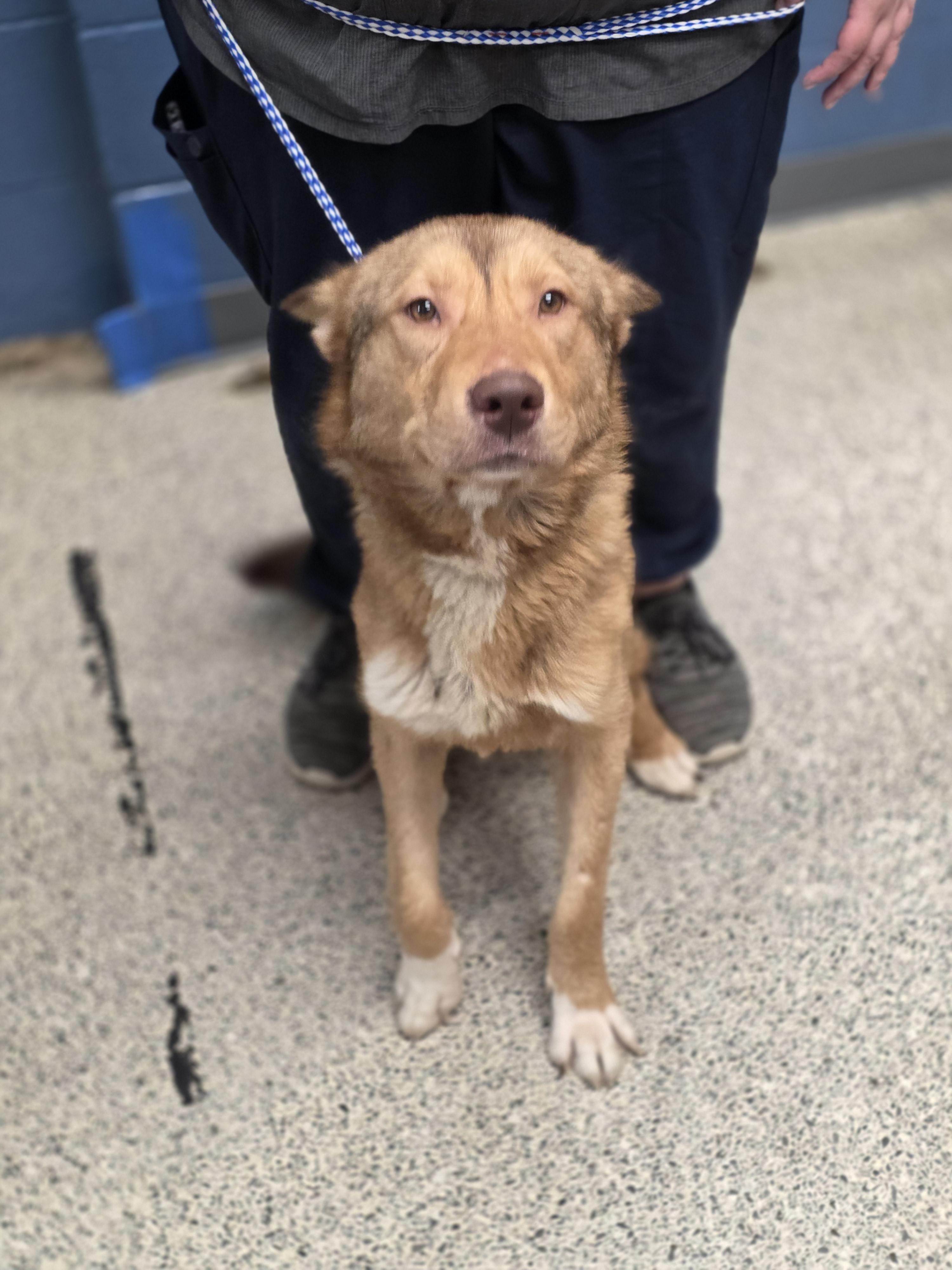 Enlarge Ricky Martin, a Adopted mixed breed in merrillville, IN image 1/3