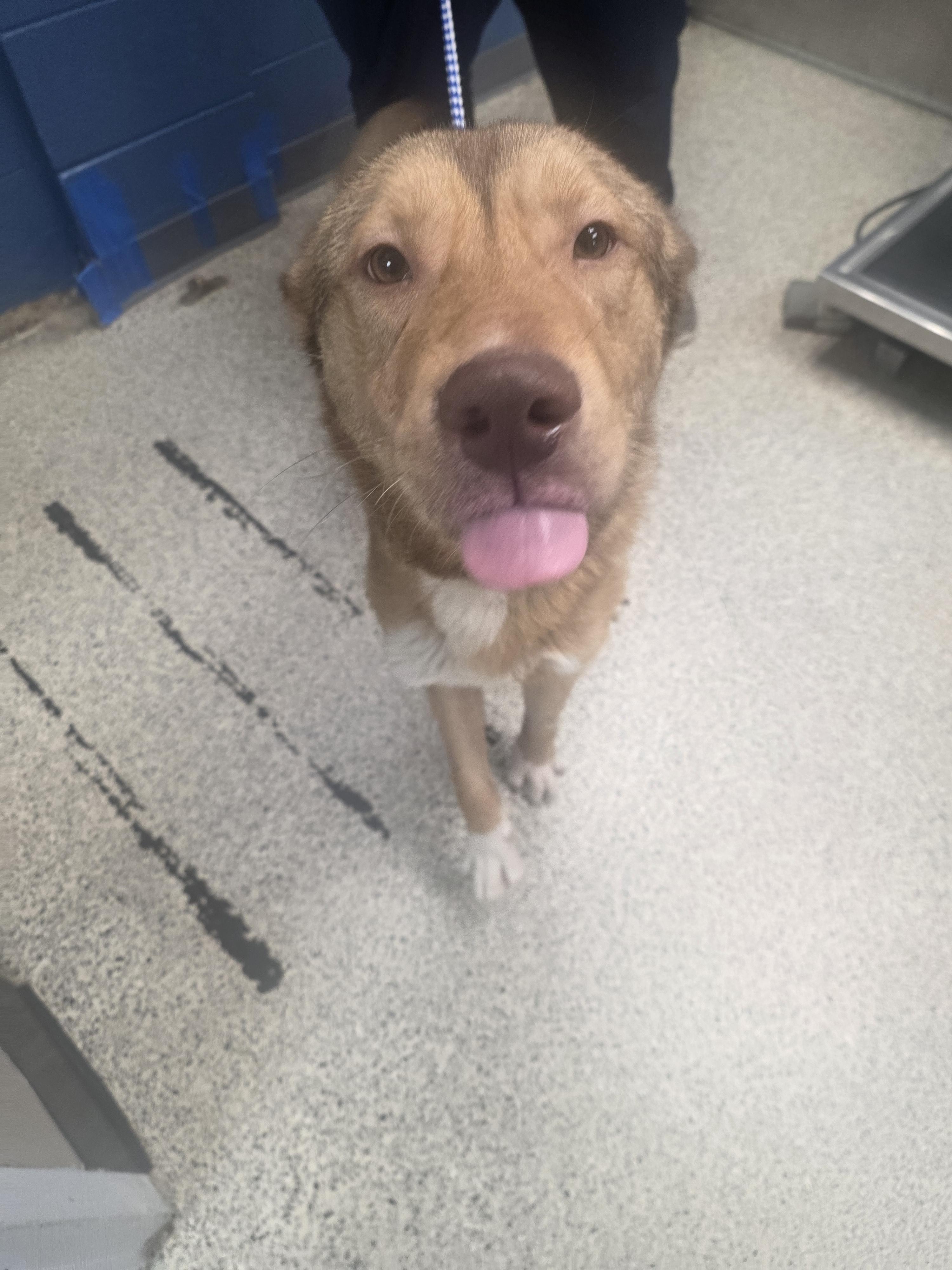 Enlarge Ricky Martin, a Adopted mixed breed in merrillville, IN image 2/3