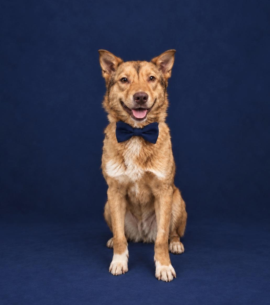 Enlarge Ricky Martin, a Adopted mixed breed in merrillville, IN image 3/3