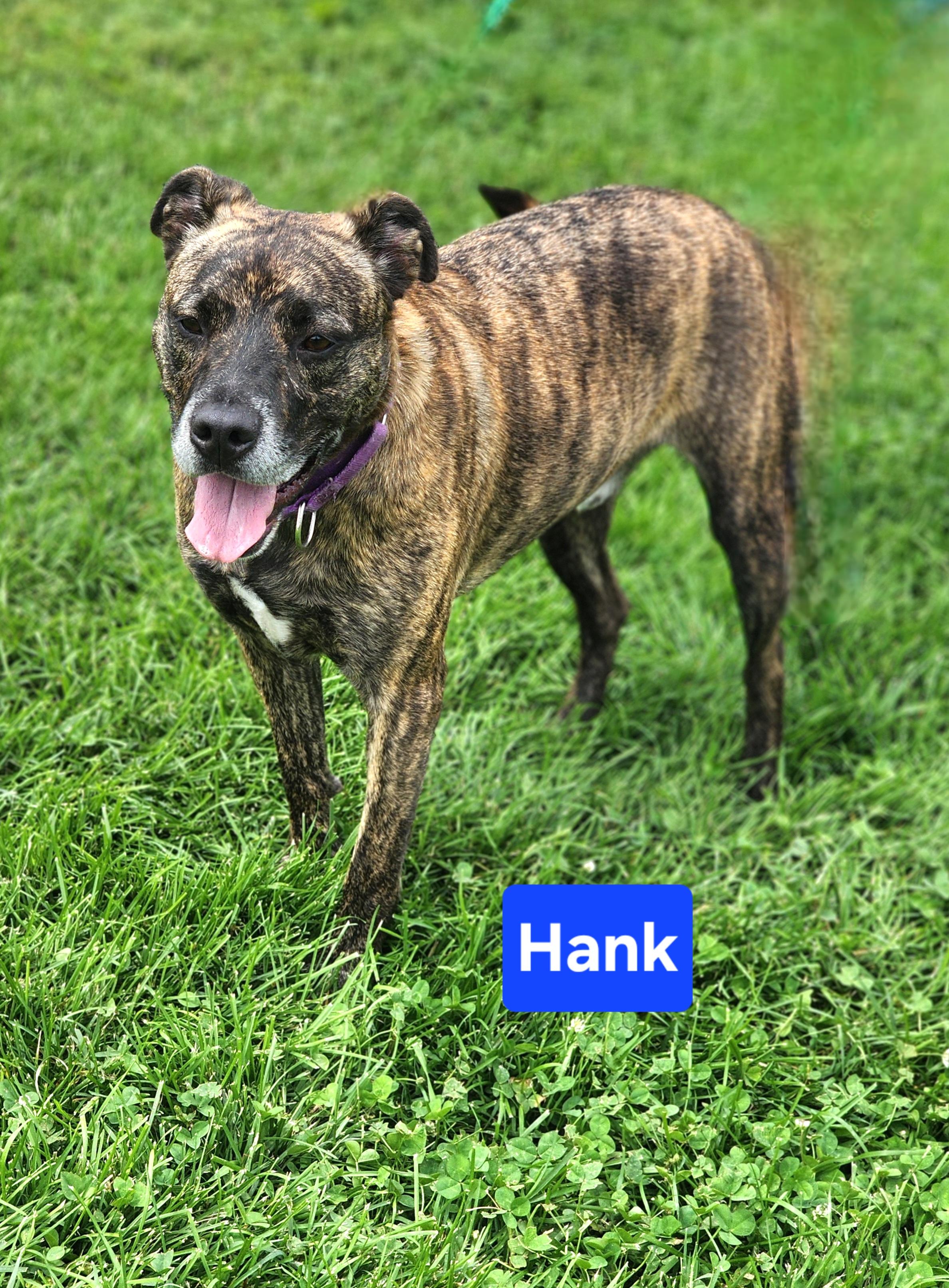 Enlarge Hank, a Adoptable mixed breed in Clinton, MO image 2/4