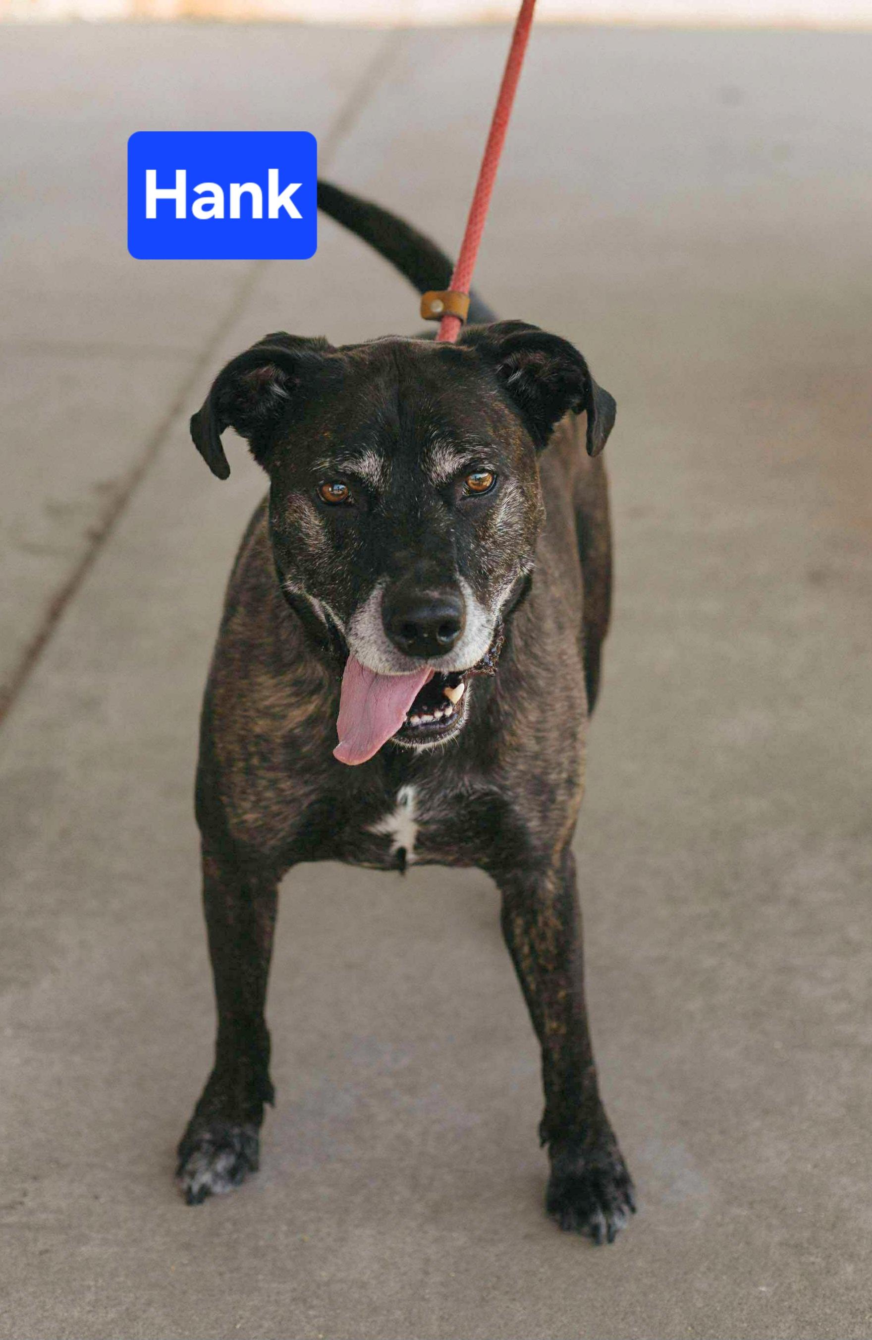 Hank, Adoptable, Adult Male Boxer & Terrier.