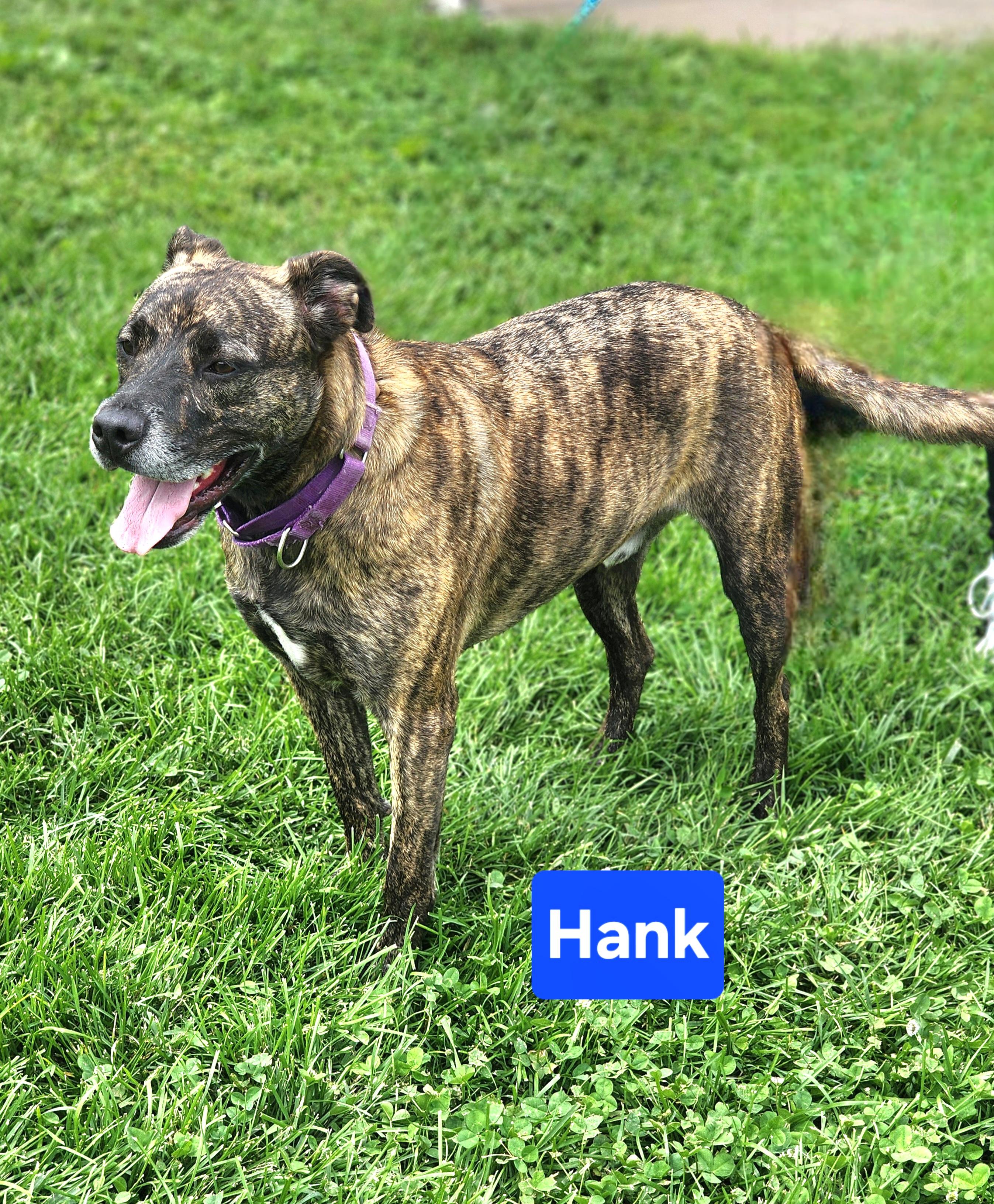 Enlarge Hank, a Adoptable mixed breed in Clinton, MO image 3/4