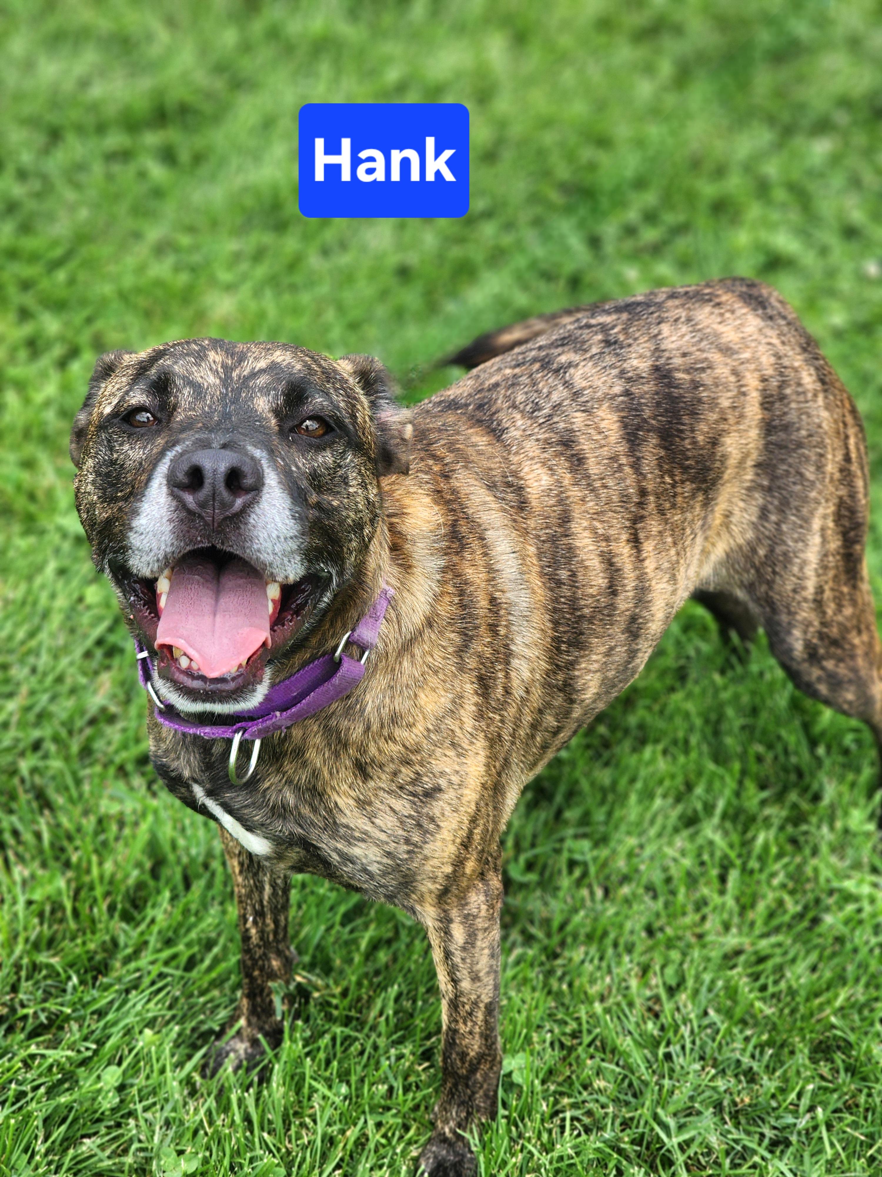 Hank, Adoptable, Adult Male Boxer & Terrier.