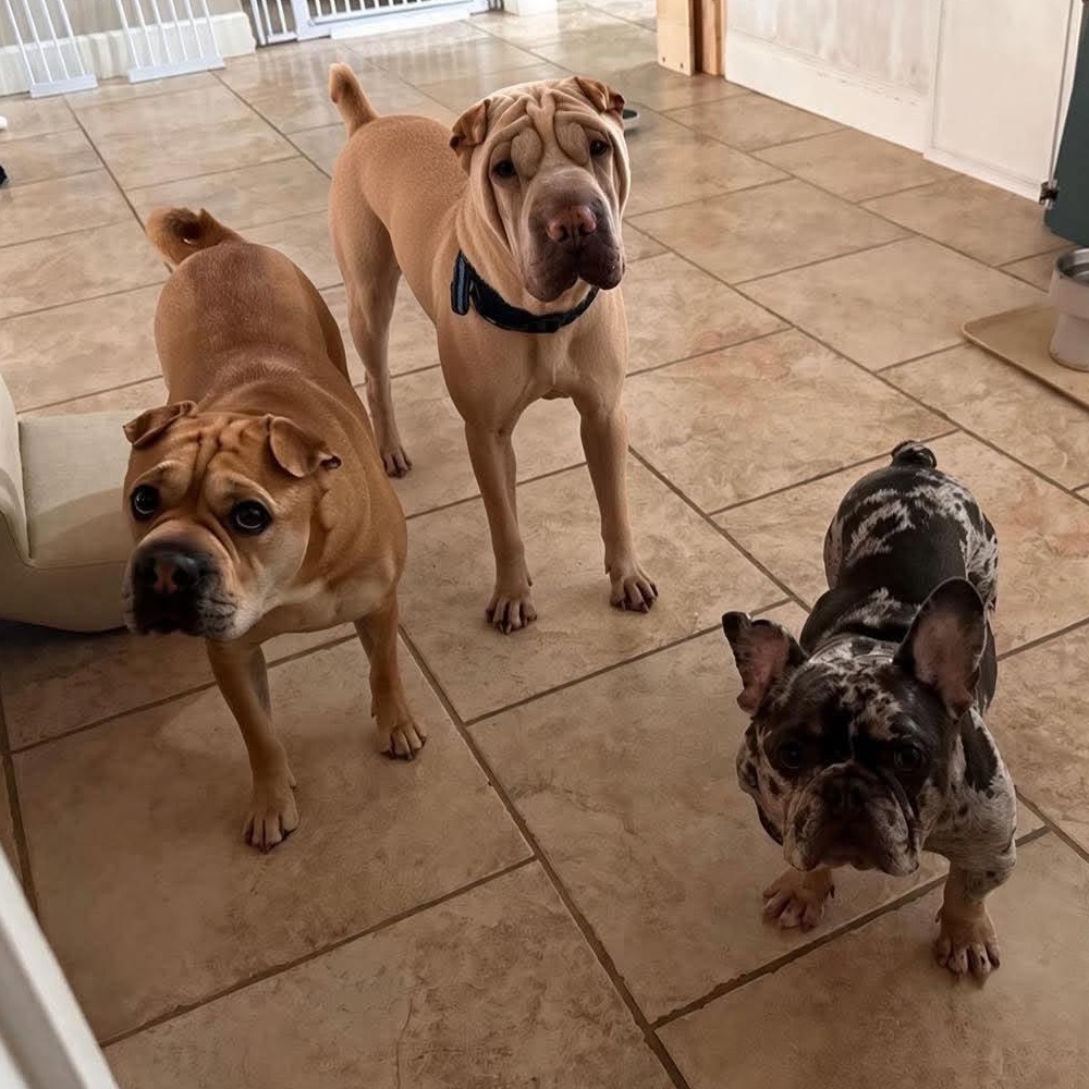 Coco, a ADOPTABLE Shar-Pei in Pembroke Pines, FL image 6/6