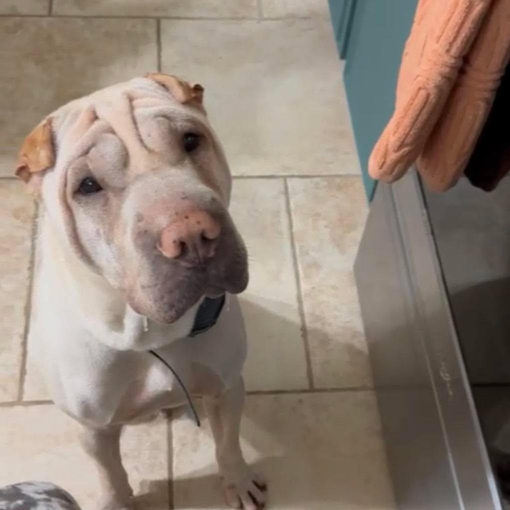 Coco, a ADOPTABLE Shar-Pei in Pembroke Pines, FL image 2/6