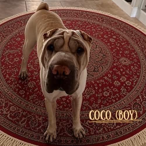 Coco, ADOPTABLE, Young Male Shar-Pei.