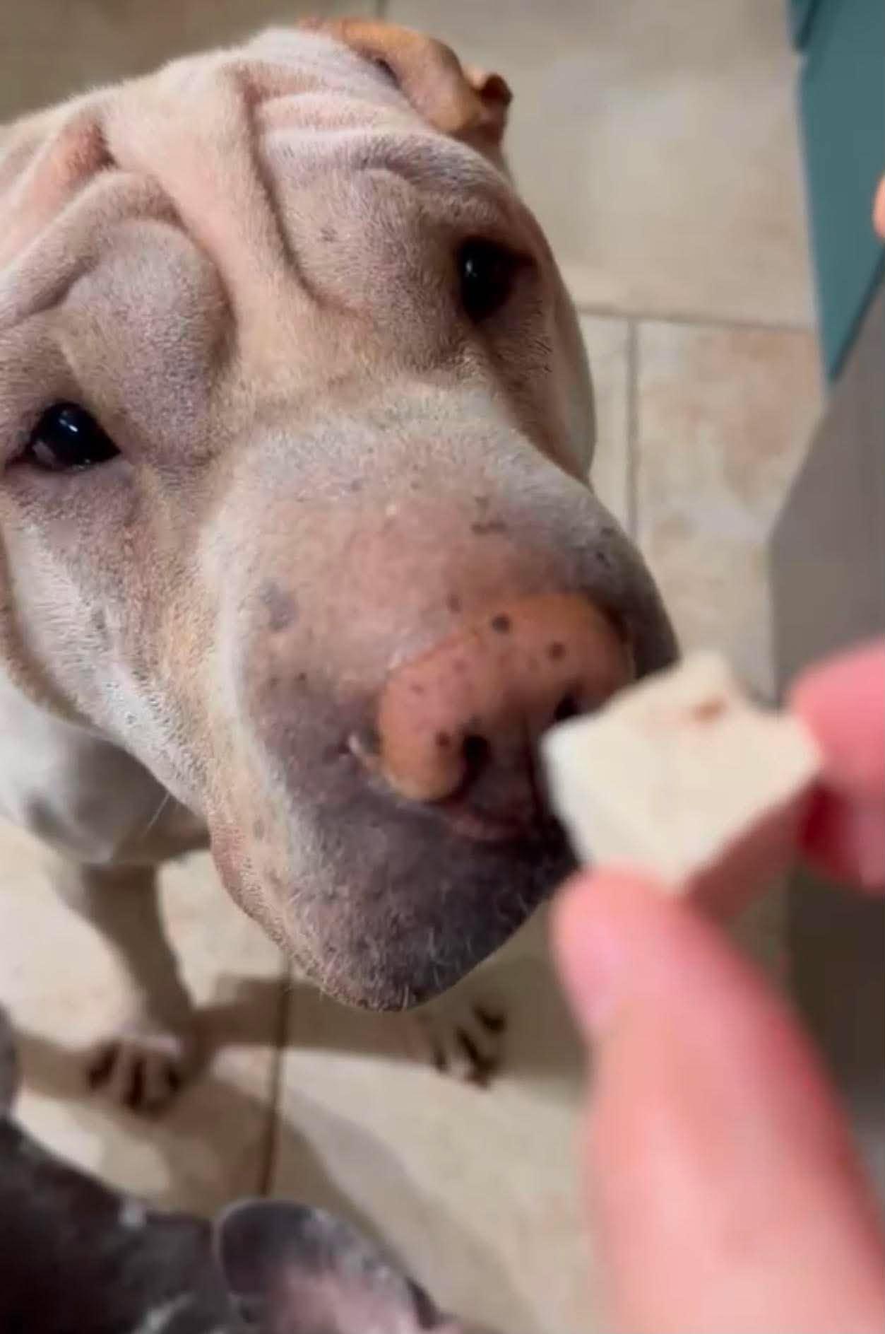 Coco, a ADOPTABLE Shar-Pei in Pembroke Pines, FL image 5/6
