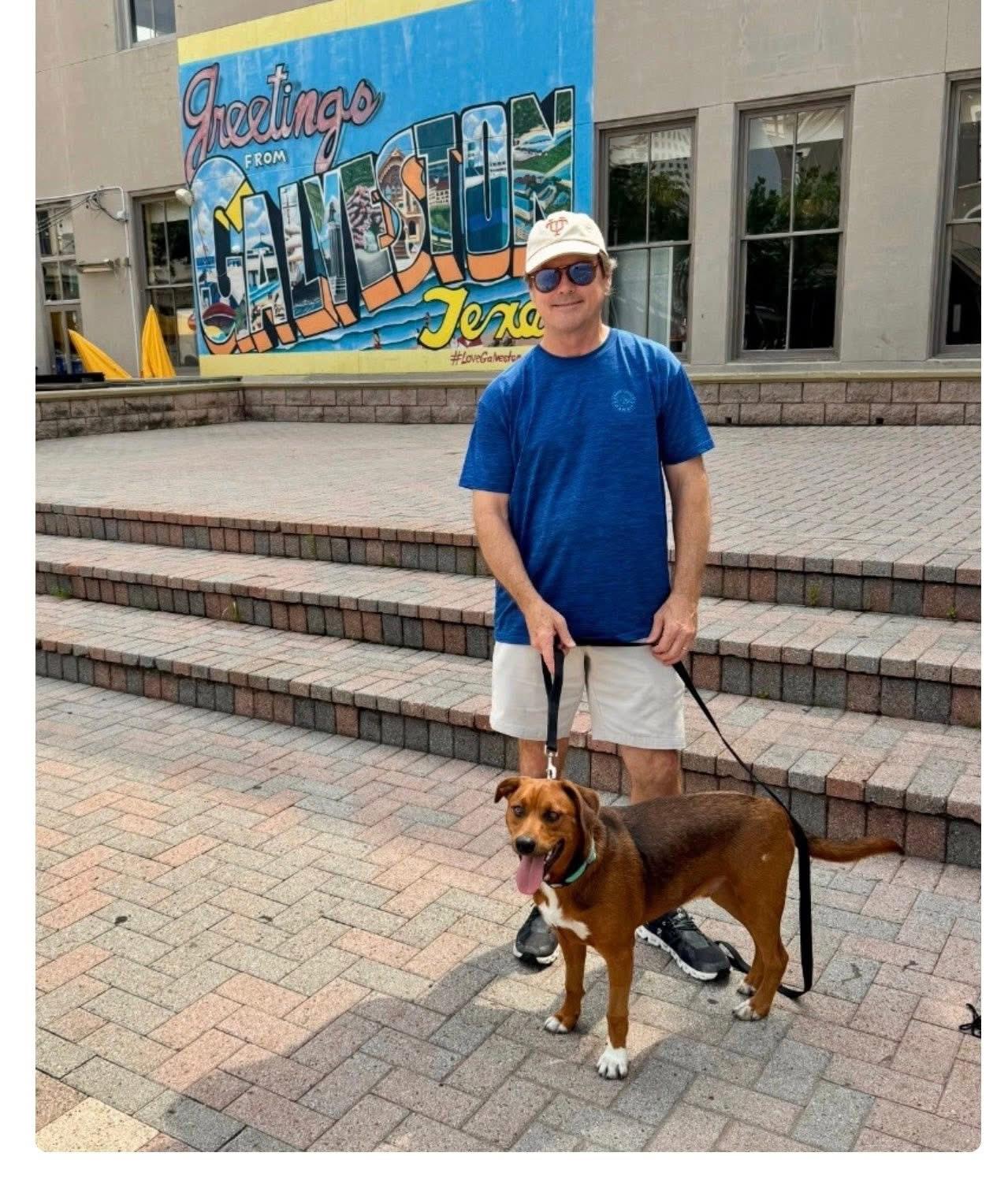 Enlarge Charlie Brown, a ADOPTABLE Rhodesian Ridgeback in Southlake, TX image 5/5