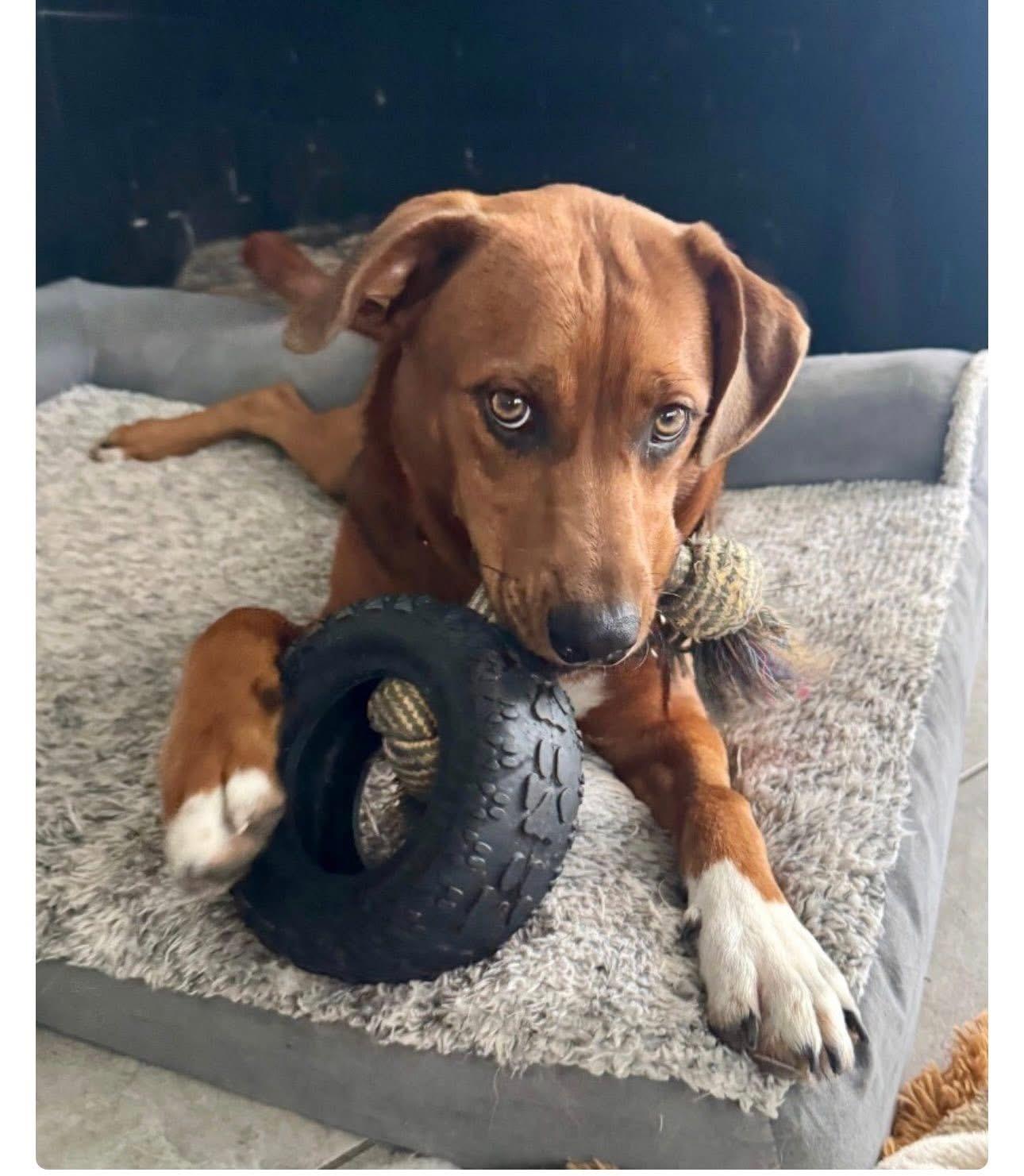 Charlie Brown, ADOPTABLE, Adult Male Rhodesian Ridgeback.