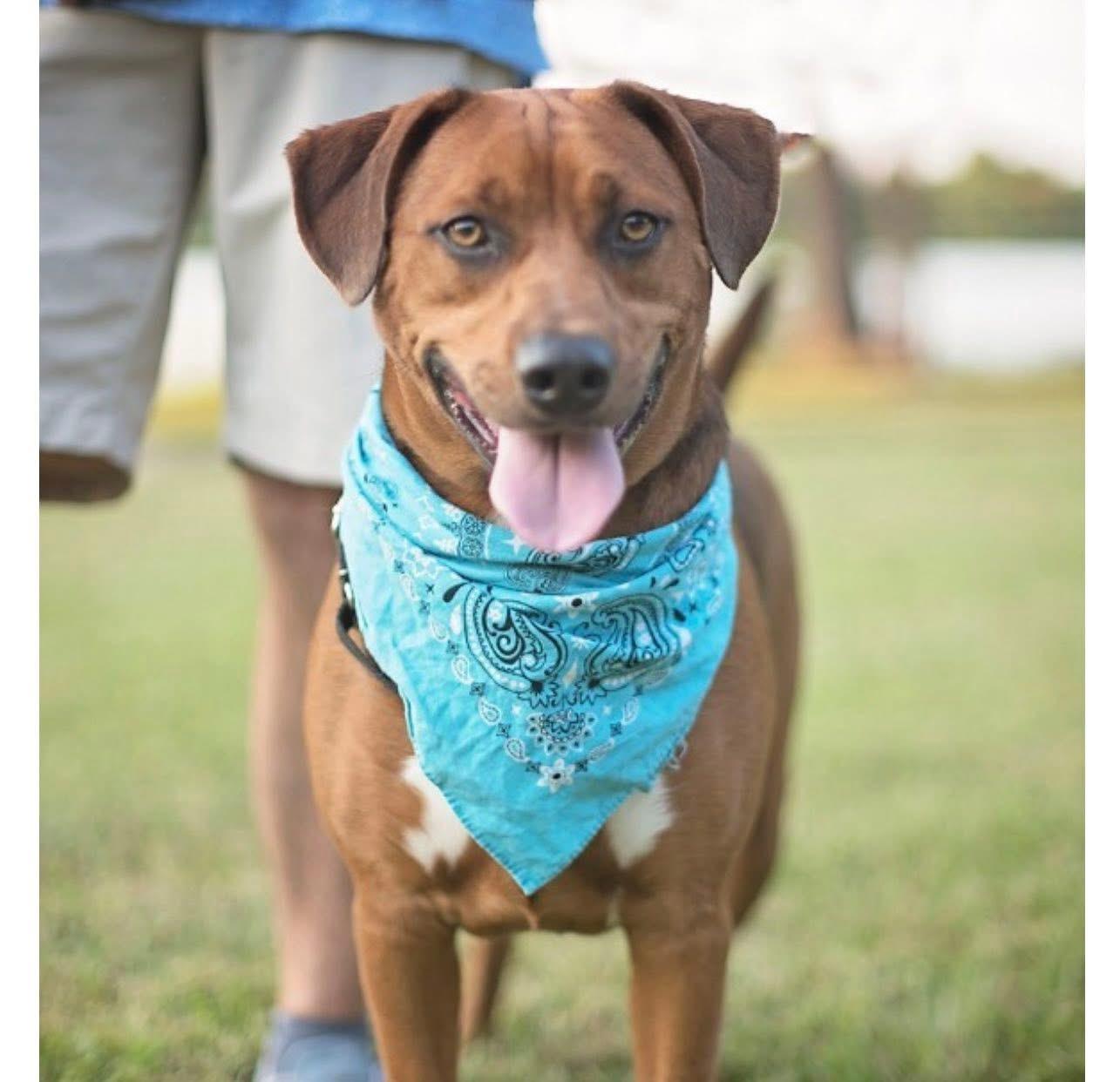 Enlarge Charlie Brown, a ADOPTABLE Rhodesian Ridgeback in Southlake, TX image 3/5