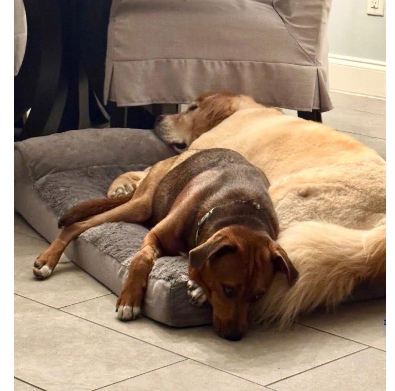 Enlarge Charlie Brown, a ADOPTABLE Rhodesian Ridgeback in Southlake, TX image 4/5