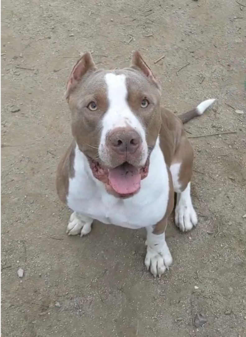 Prince, an adoptable Pit Bull Terrier in woodland hills, CA, 91364 | Photo Image 5