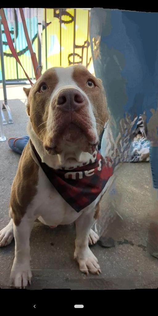 Prince, an adoptable Pit Bull Terrier in woodland hills, CA, 91364 | Photo Image 6