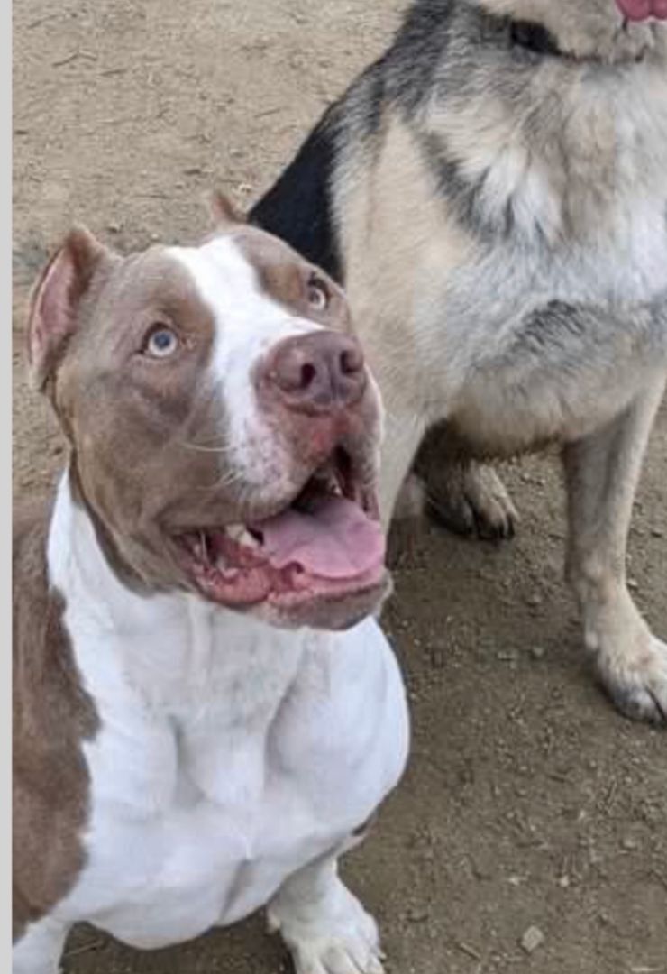 Prince, an adoptable Pit Bull Terrier in woodland hills, CA, 91364 | Photo Image 3