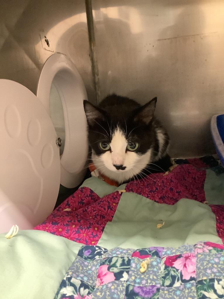 Eris, Adopted, Young Female Domestic Short Hair.