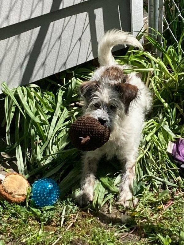 Dahlia, Adopted, Puppy Female Poodle & English Springer Spaniel.