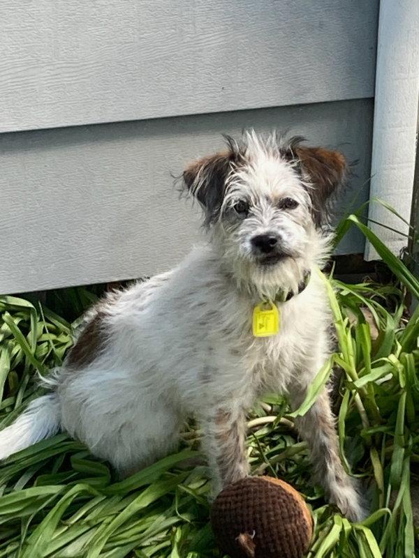Dahlia, a Adopted mixed breed in Mukwonago, WI image 2/2