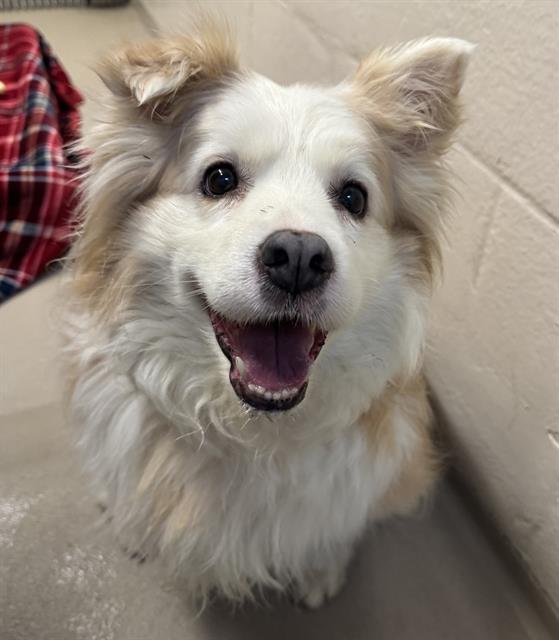 PAPITA, Adoptable, Senior Female Border Collie & Mixed Breed.