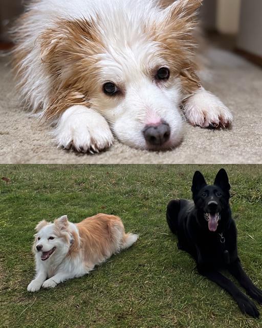 PAPITA, Adoptable, Senior Female Border Collie & Mixed Breed.