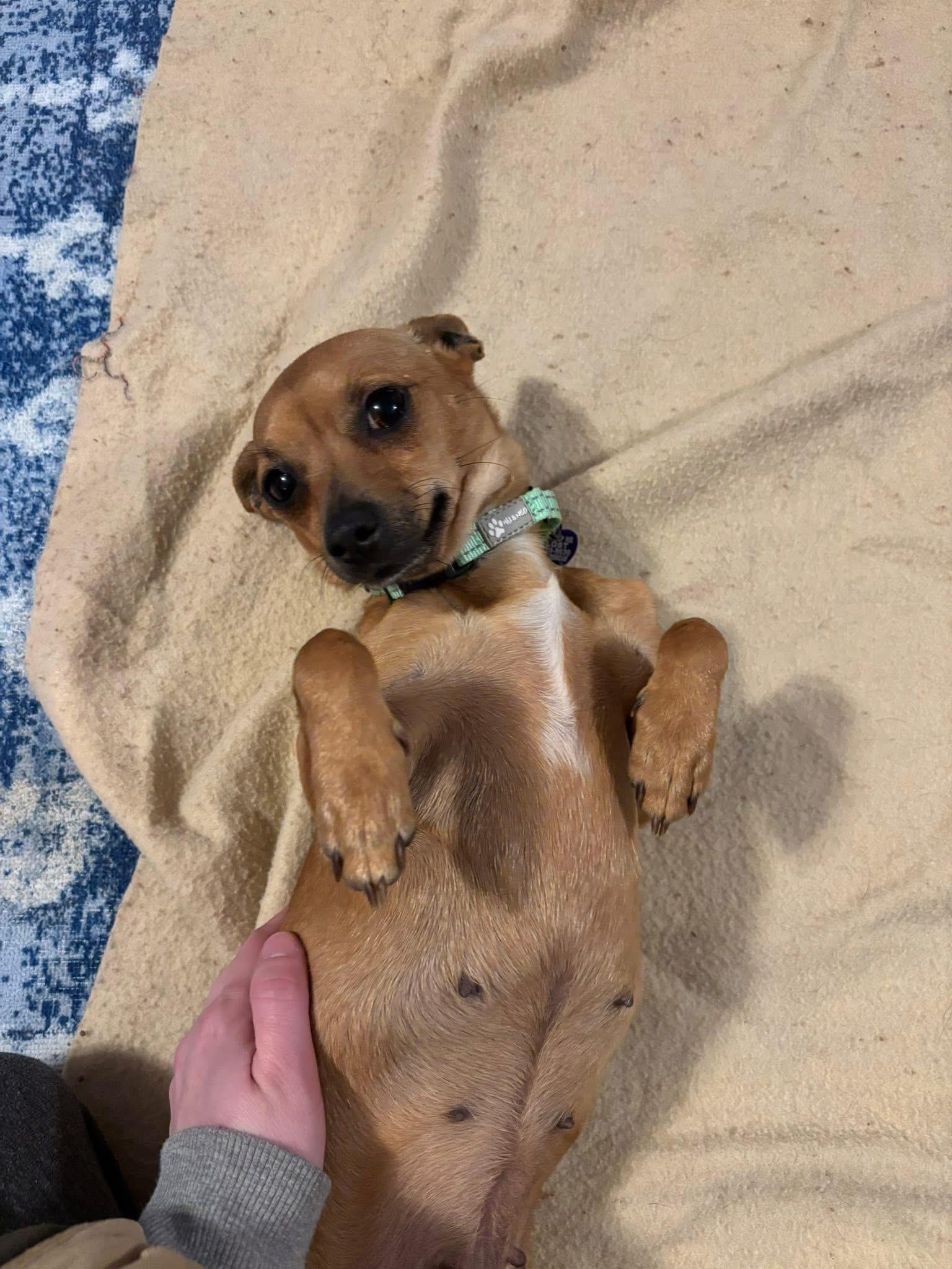 Buttercup, an adopted mixed breed in Elkton, MD image 5/5