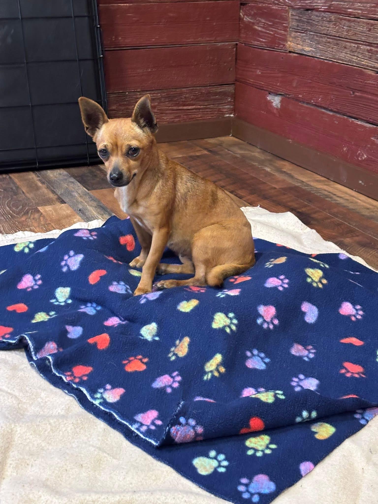 Buttercup, an adopted mixed breed in Elkton, MD image 2/5