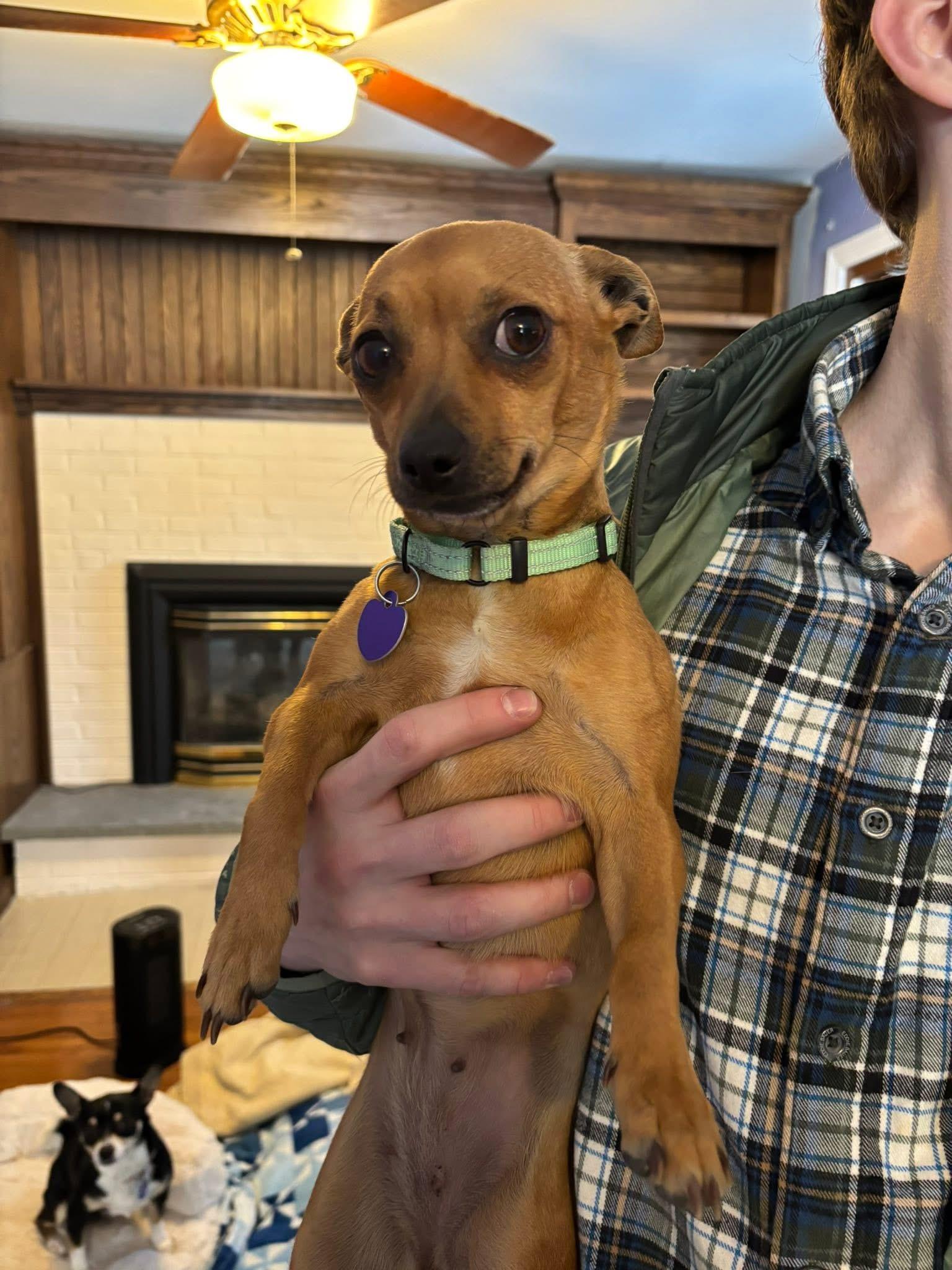 Buttercup, an adopted mixed breed in Elkton, MD image 1/5