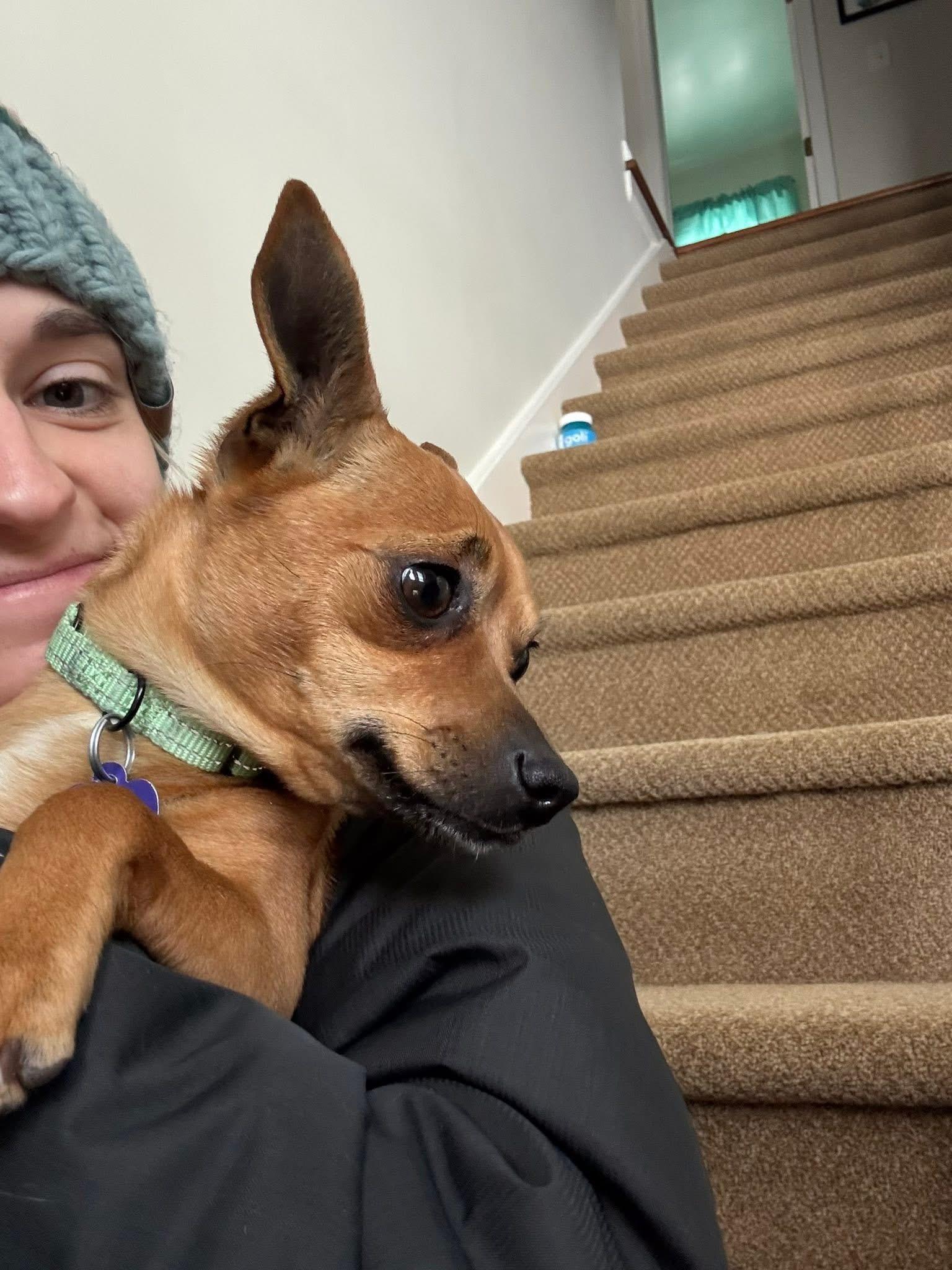 Buttercup, an adopted mixed breed in Elkton, MD image 3/5