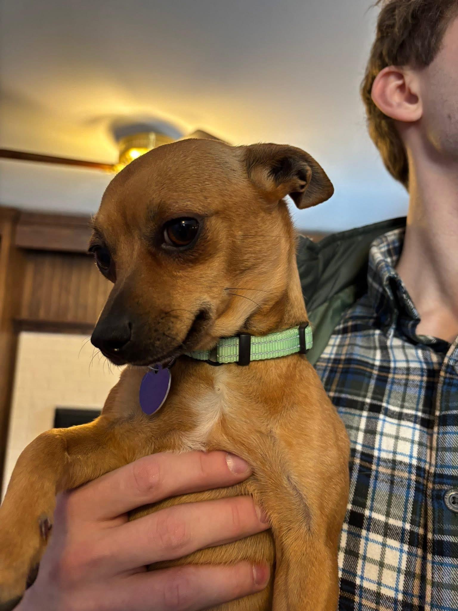 Buttercup, an adopted mixed breed in Elkton, MD image 4/5