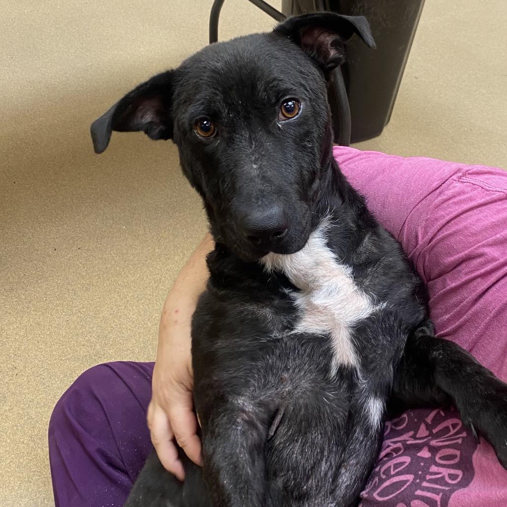 Enlarge Benny, a Adoptable mixed breed in Columbus, GA image 1/3