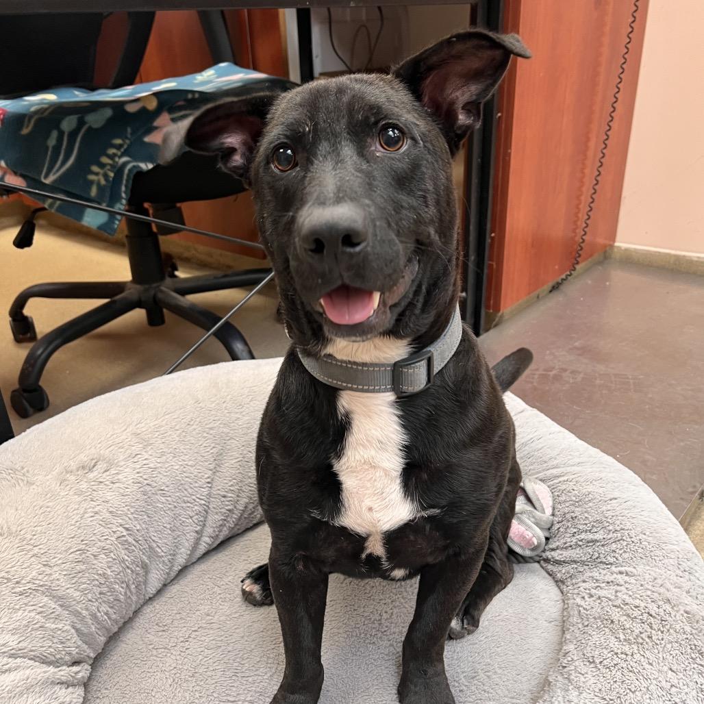 Enlarge Benny, a Adoptable mixed breed in Columbus, GA image 2/3