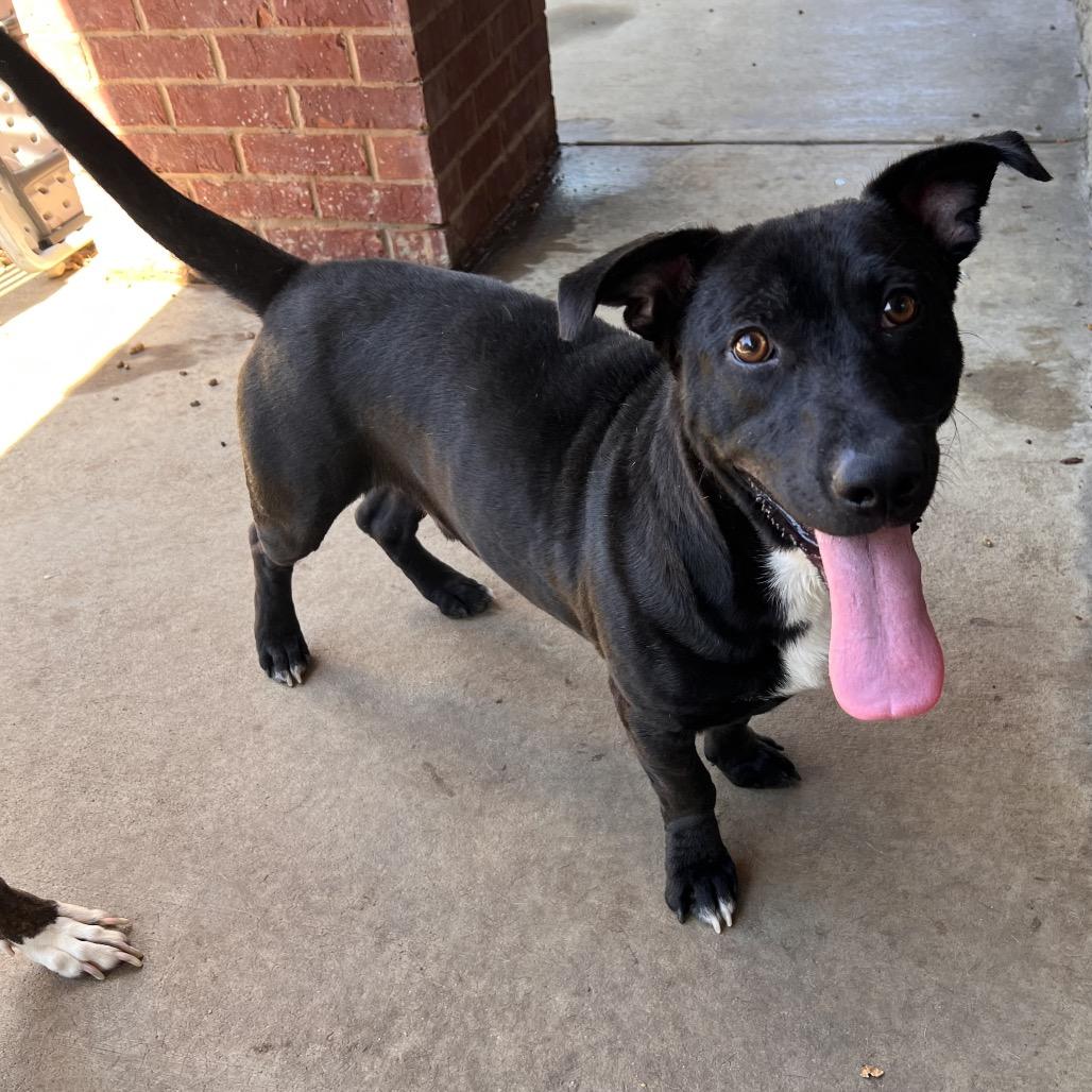 Enlarge Benny, a Adoptable mixed breed in Columbus, GA image 3/3