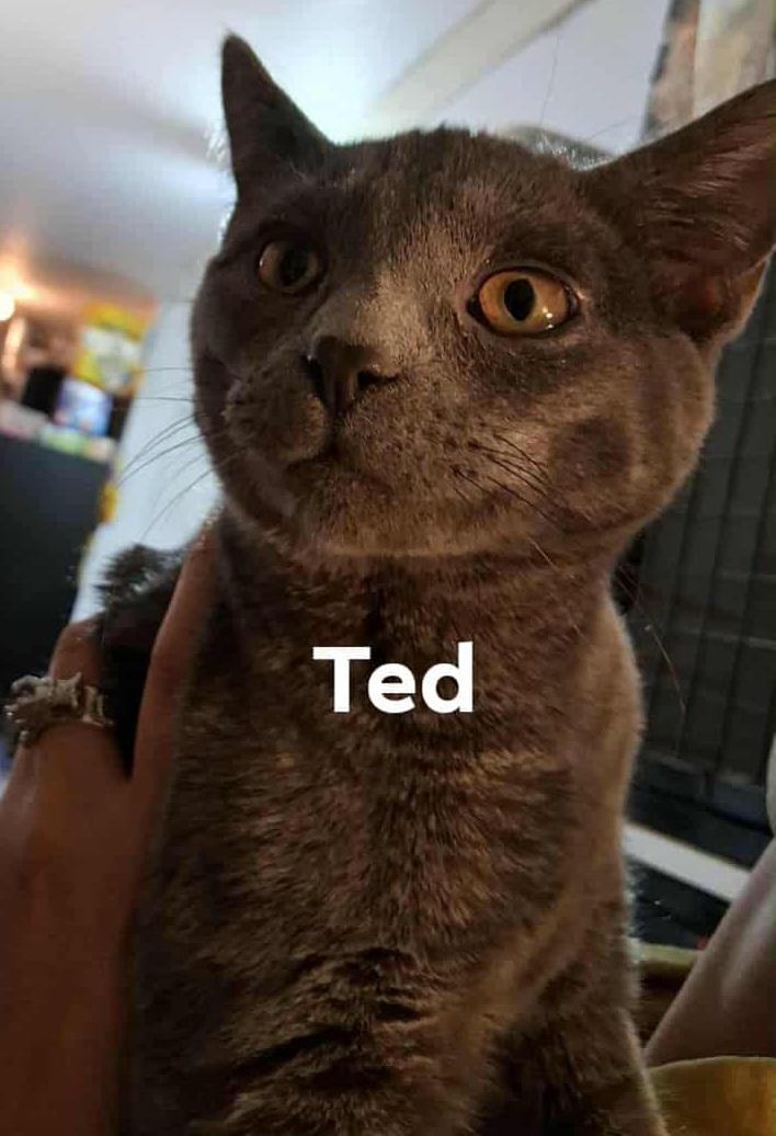 Ted (Toots), Adoptable, Young Male Domestic Short Hair.
