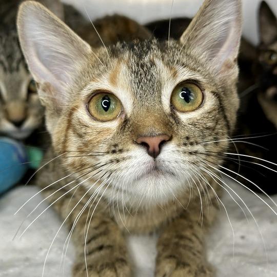 Elated, Adoptable, Young Female Domestic Short Hair.