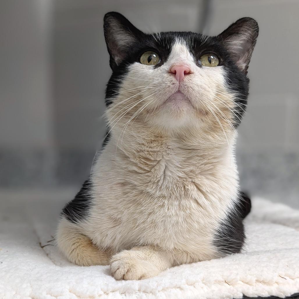 Sweetheart, Adoptable, Adult Male Domestic Short Hair.