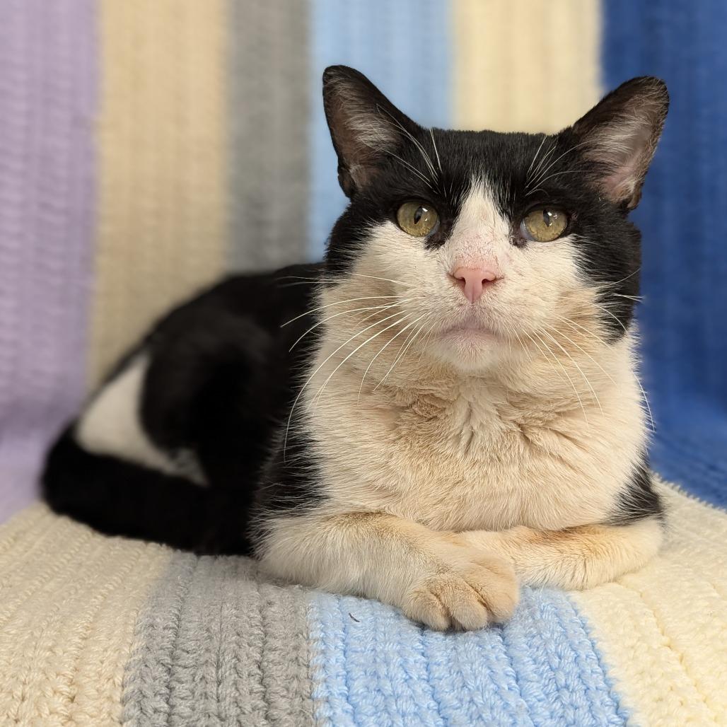 Sweetheart, a Adoptable Domestic Short Hair in Brookfield, WI image 2/4