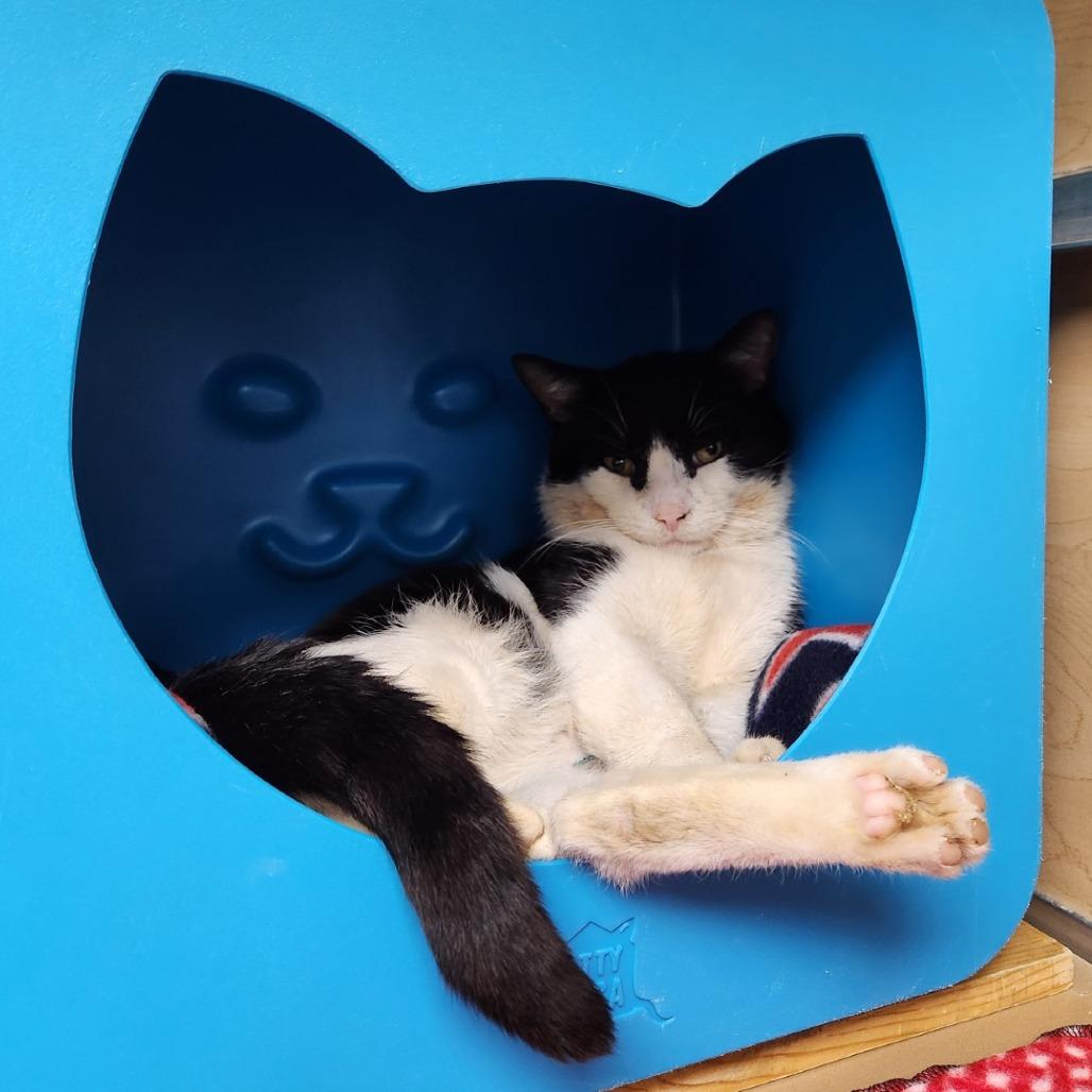 Sweetheart, a Adoptable Domestic Short Hair in Brookfield, WI image 3/4