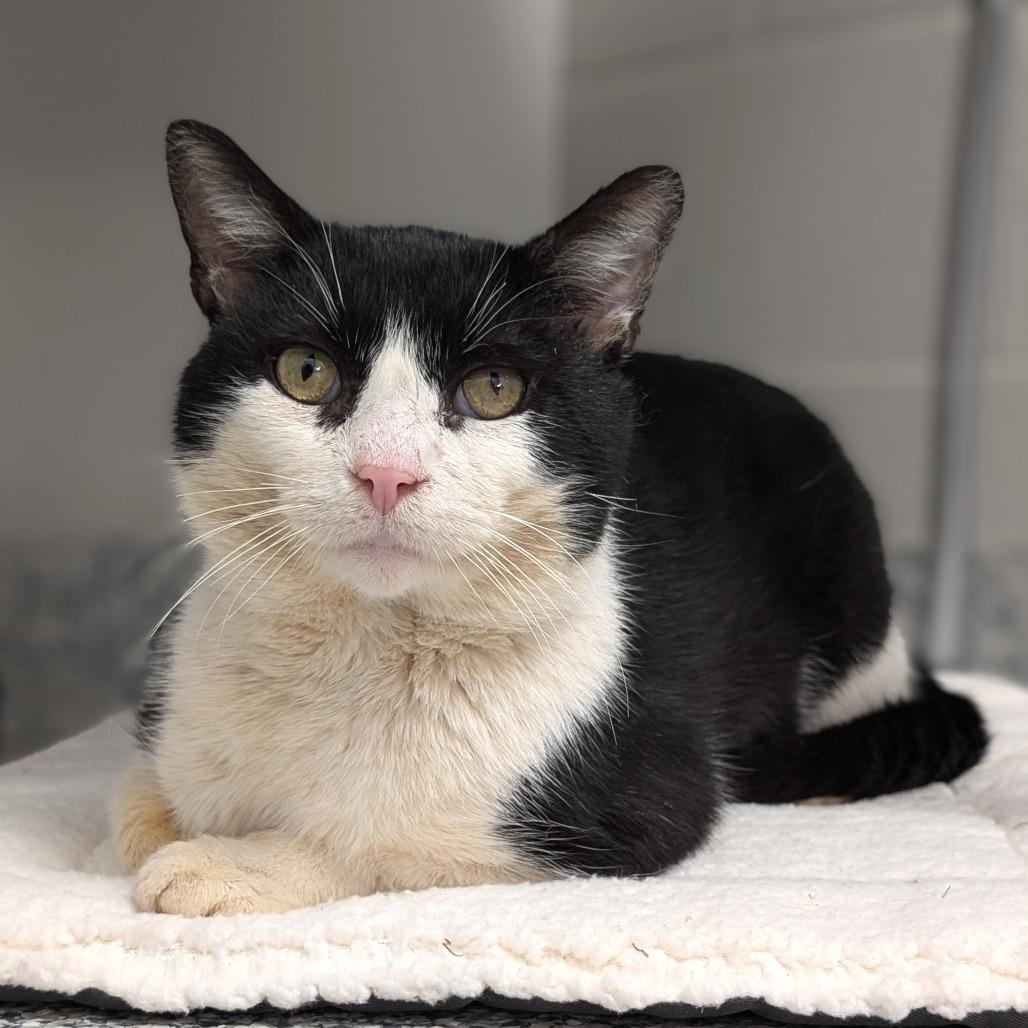 Sweetheart, a Adoptable Domestic Short Hair in Brookfield, WI image 4/4