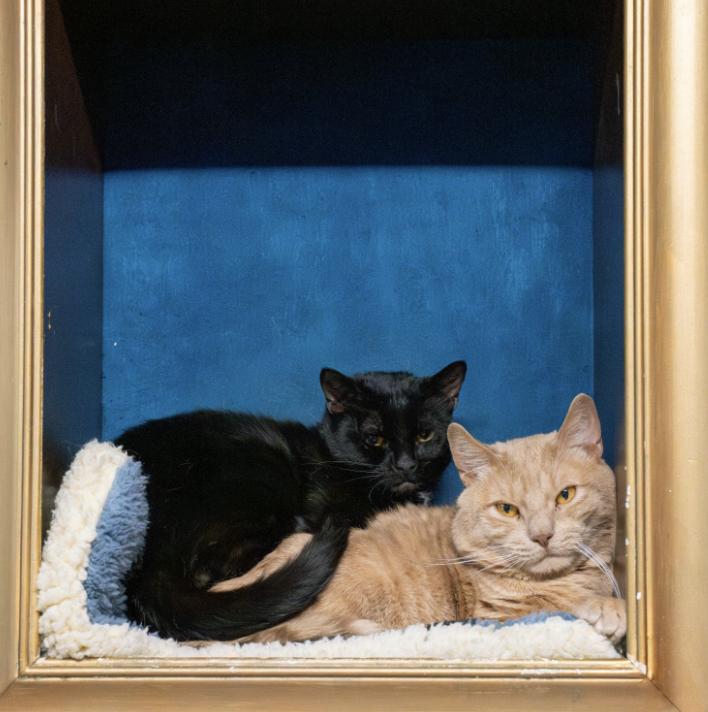 Enlarge Prince *bonded to Harry*, an adoptable Domestic Short Hair in Briarcliff Manor, NY image 2/6