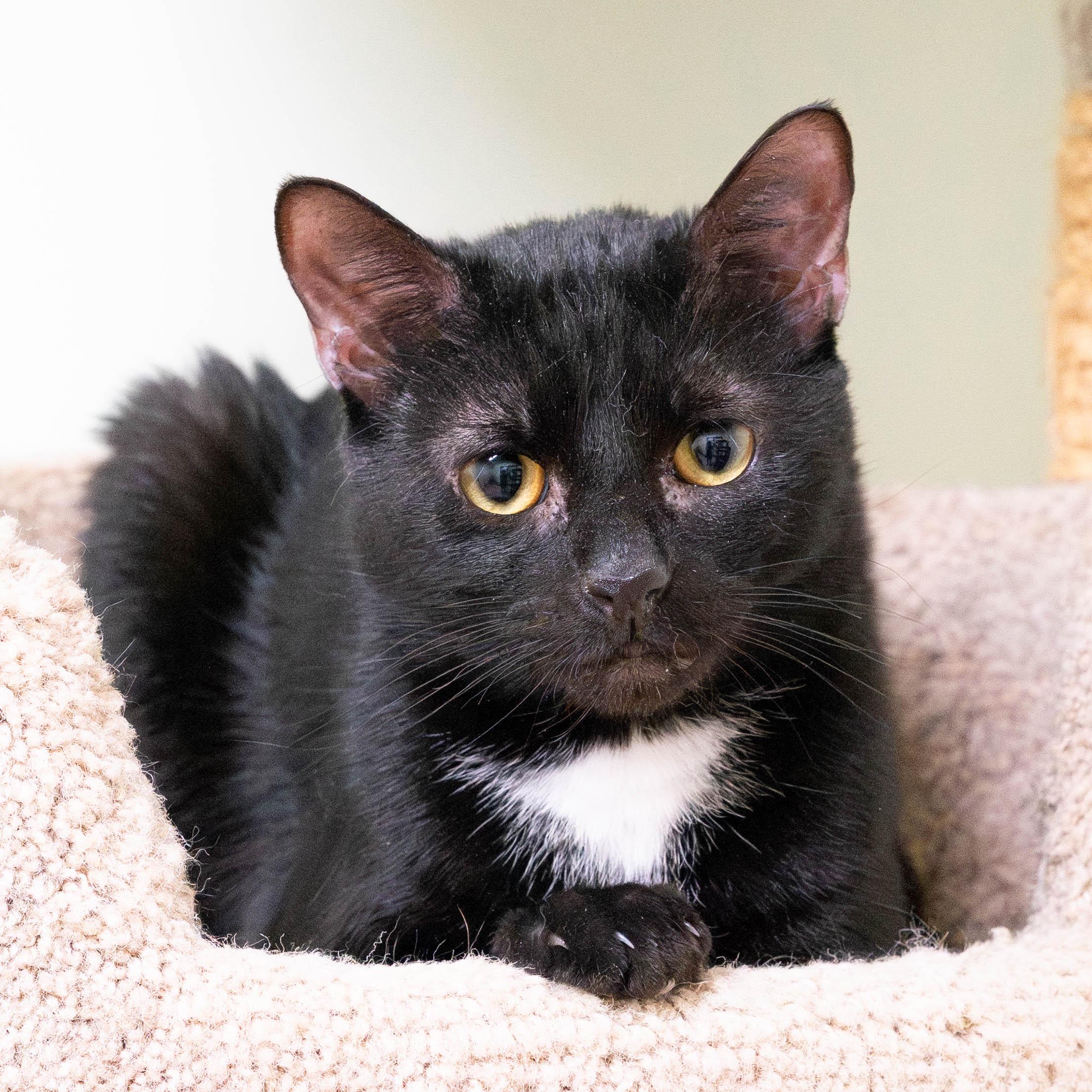 Enlarge Prince *bonded to Harry*, a Adoptable Domestic Short Hair in Briarcliff Manor, NY image 1/6