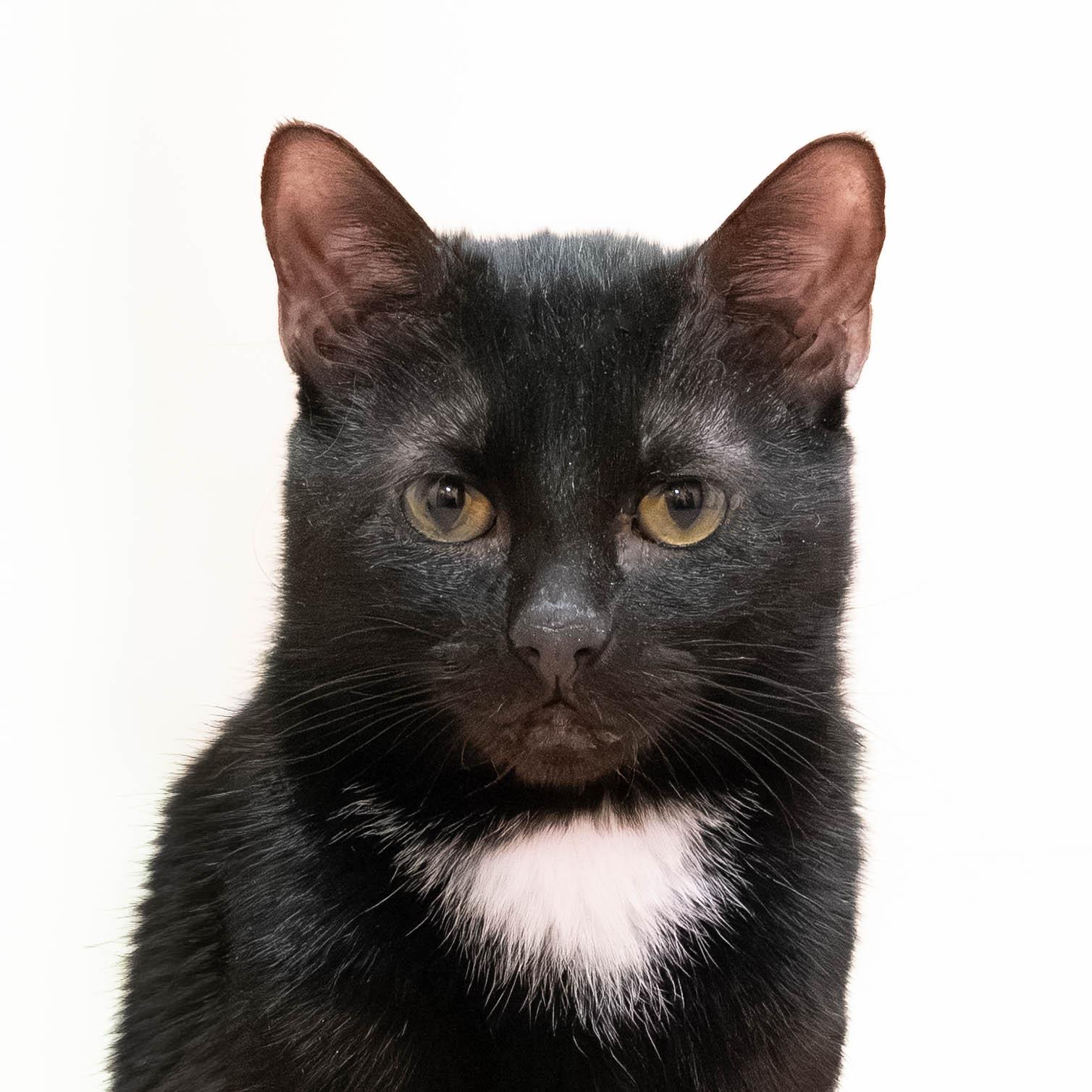 Enlarge Prince *bonded to Harry*, a Adoptable Domestic Short Hair in Briarcliff Manor, NY image 2/6