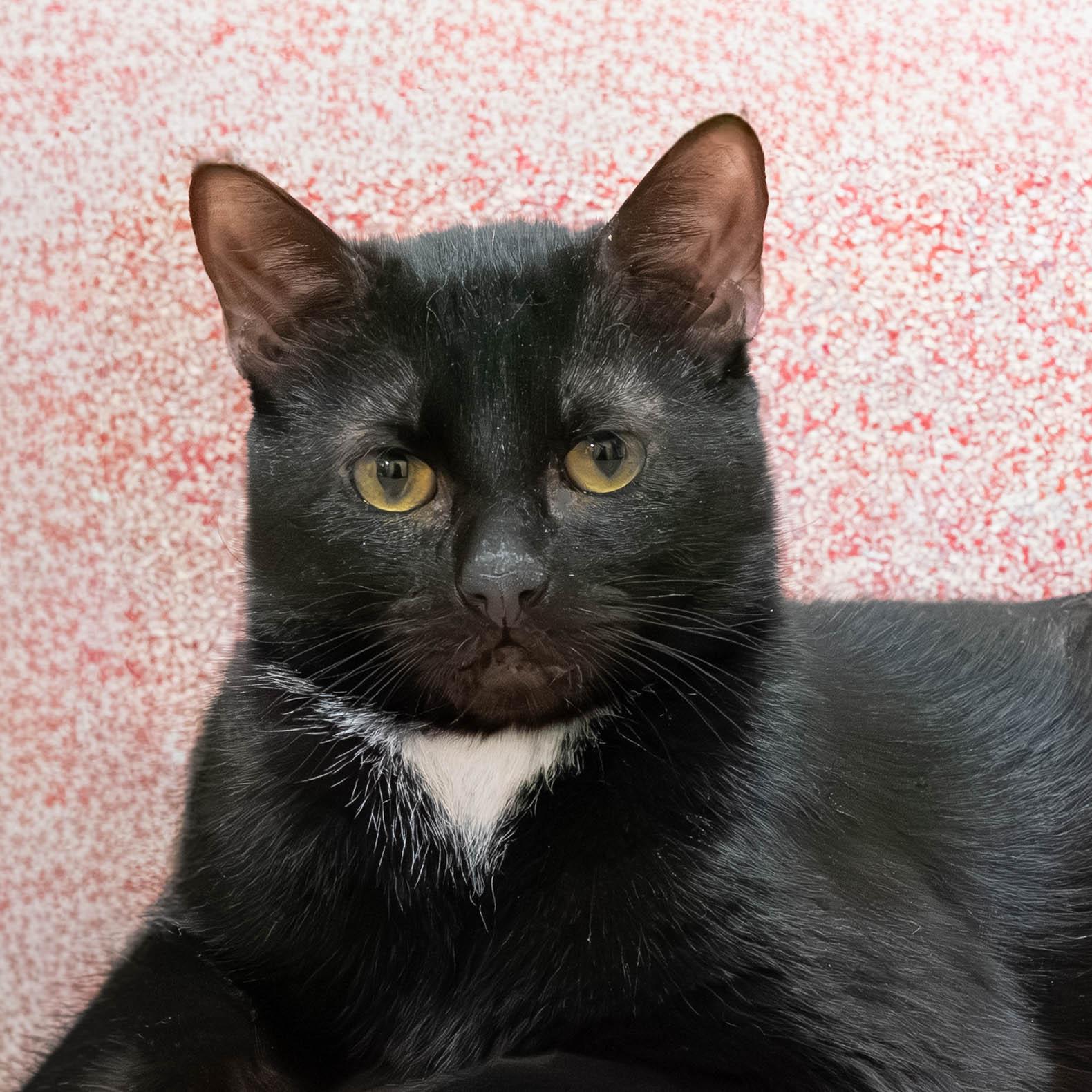 Enlarge Prince *bonded to Harry*, a Adoptable Domestic Short Hair in Briarcliff Manor, NY image 3/6