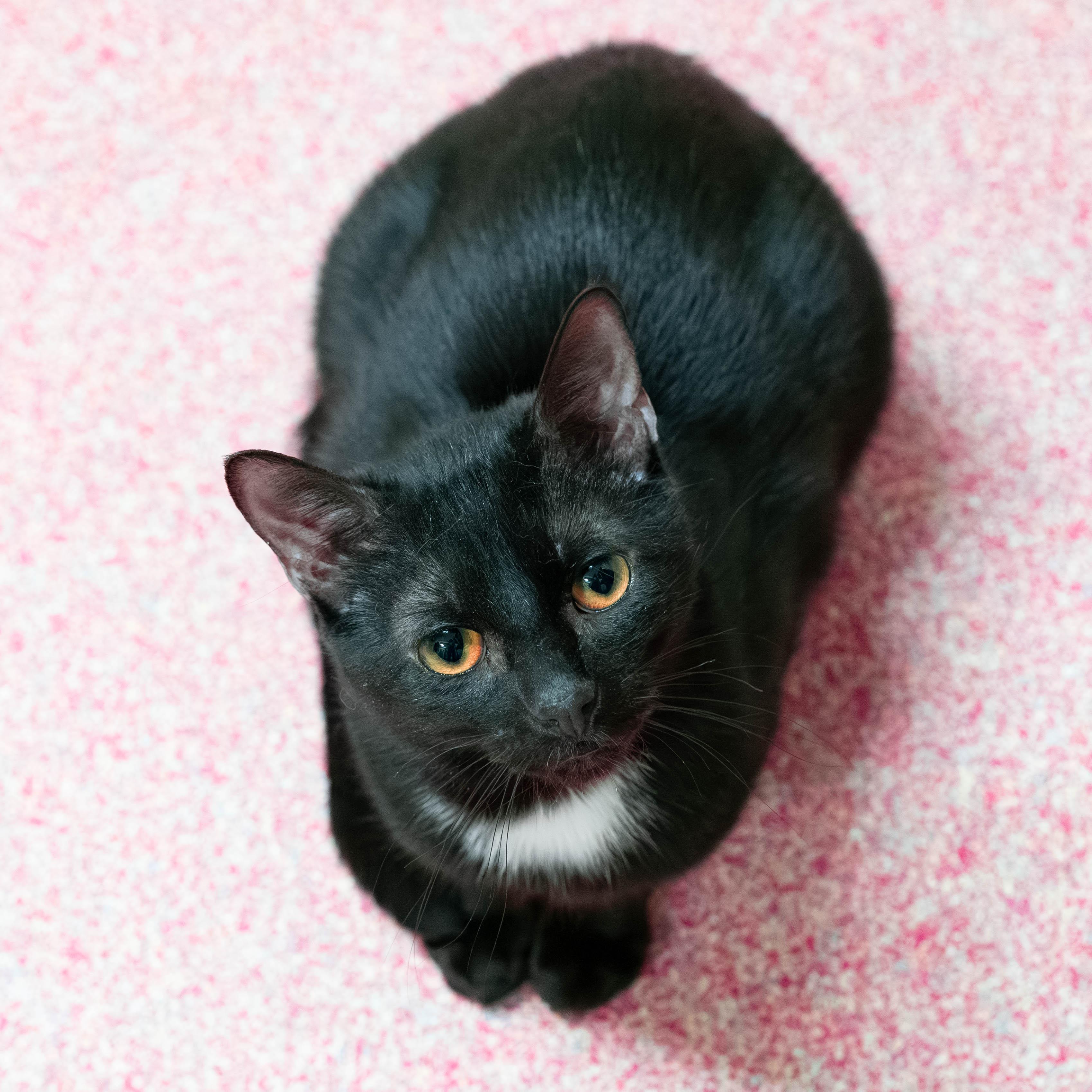 Enlarge Prince *bonded to Harry*, a Adoptable Domestic Short Hair in Briarcliff Manor, NY image 4/6